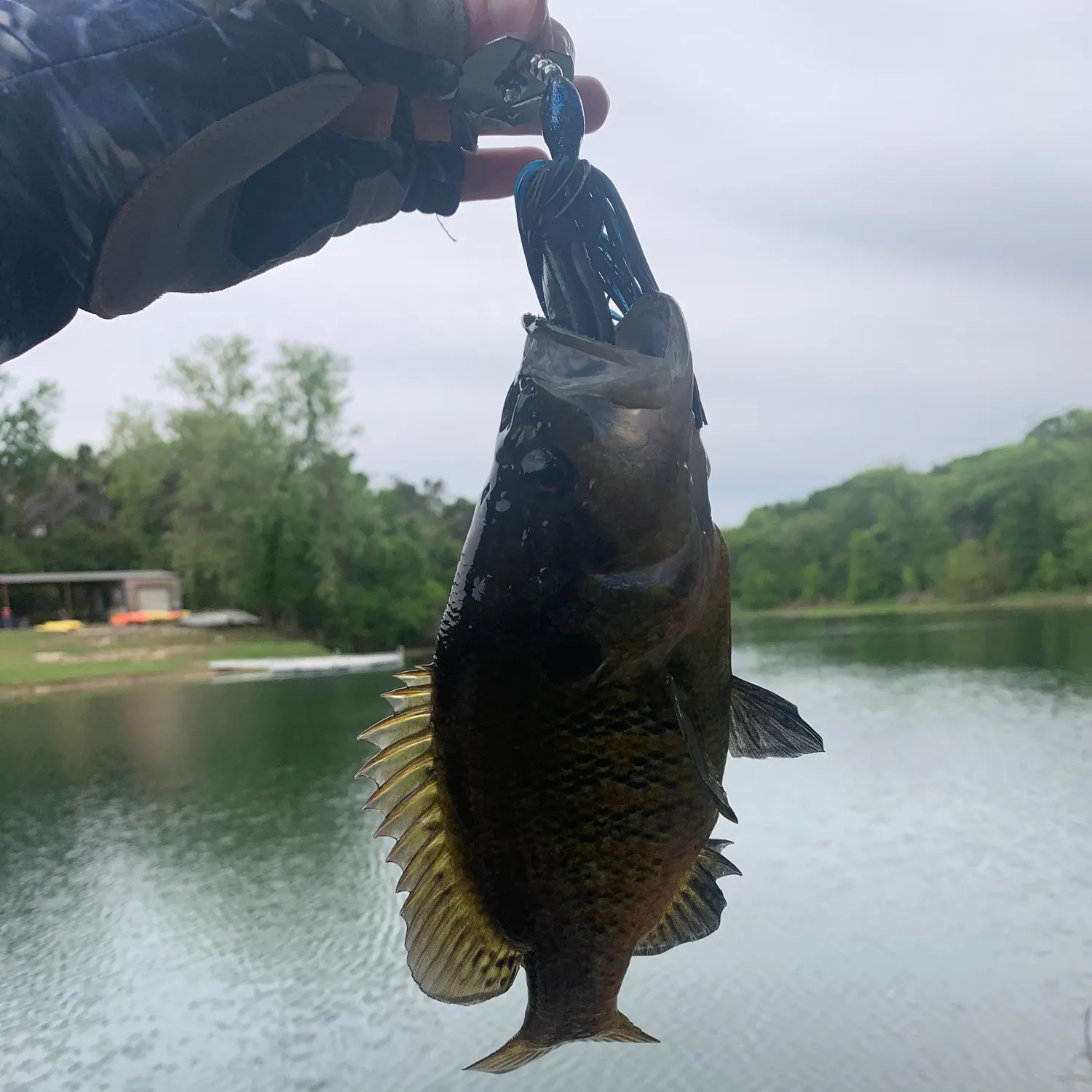 The most recent Wargill hybrid catches on Fishbrain