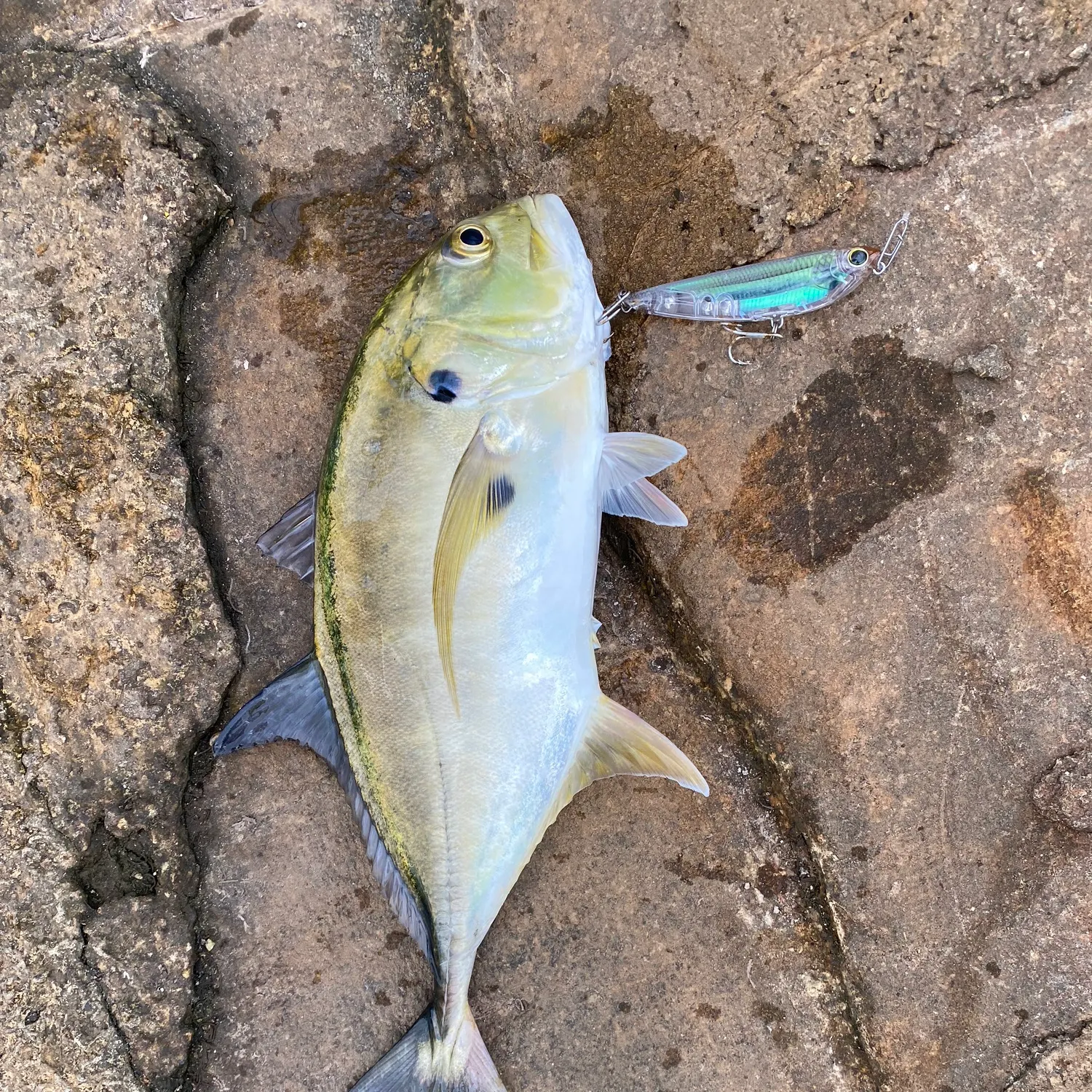 The most recent Crevalle jack catches on Fishbrain