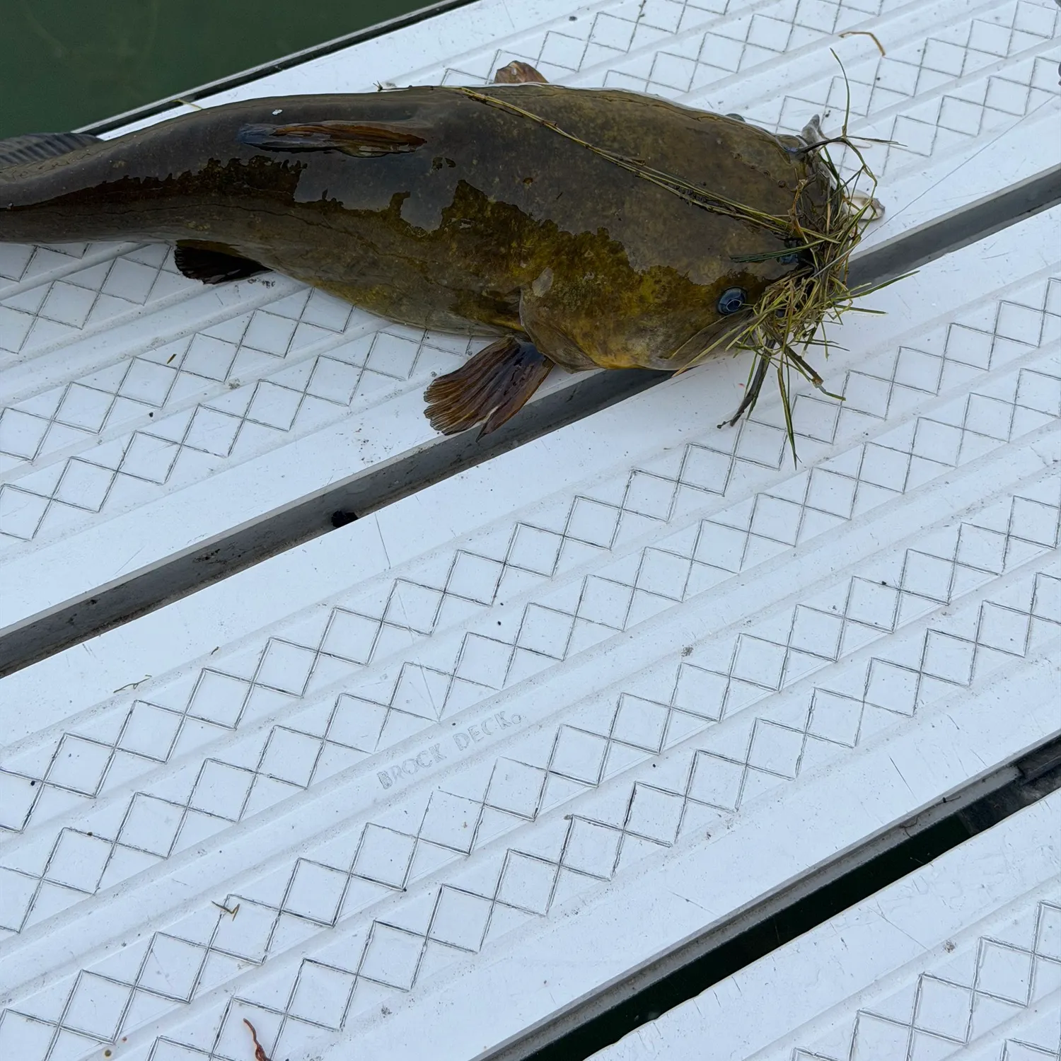 Fish caught on Fishbrain