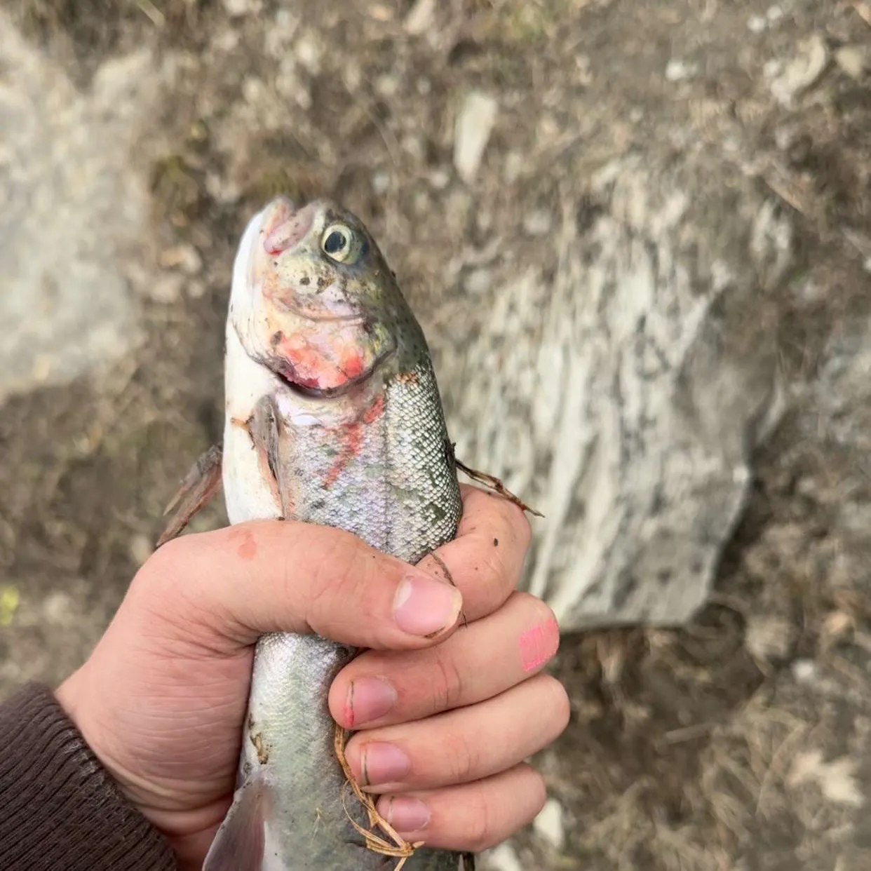 The most recent Rainbow trout catches on Fishbrain