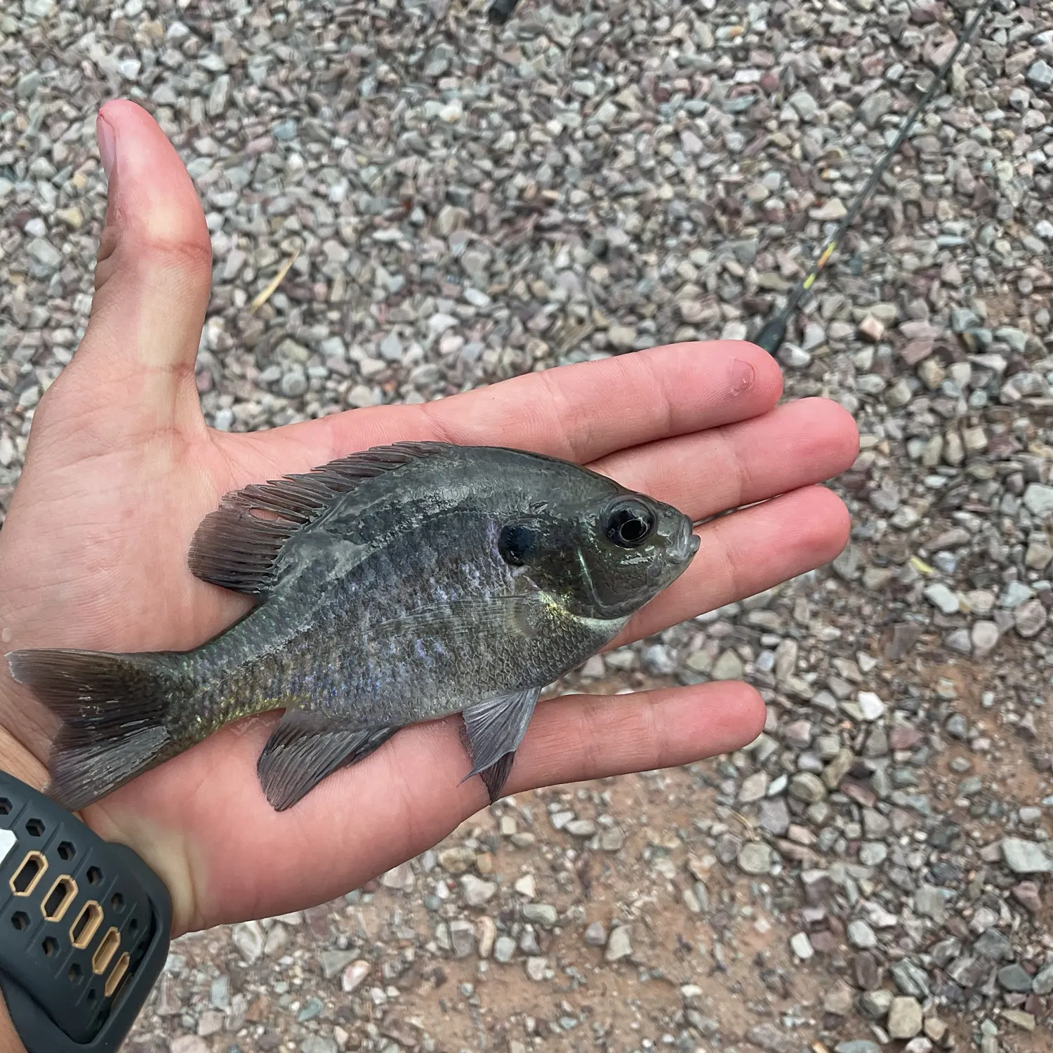 Bluegill caught on Fishbrain