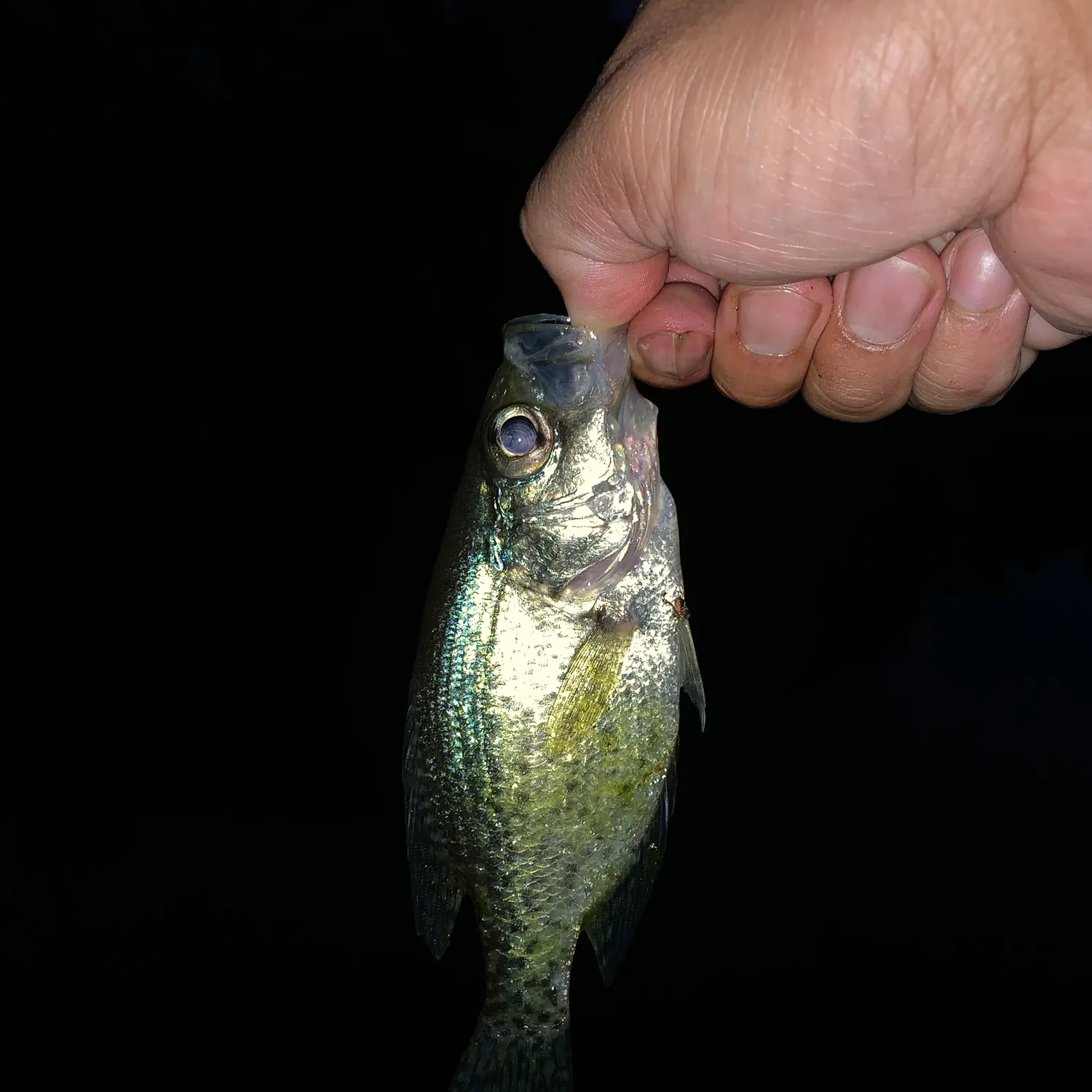 Black crappie caught on Fishbrain
