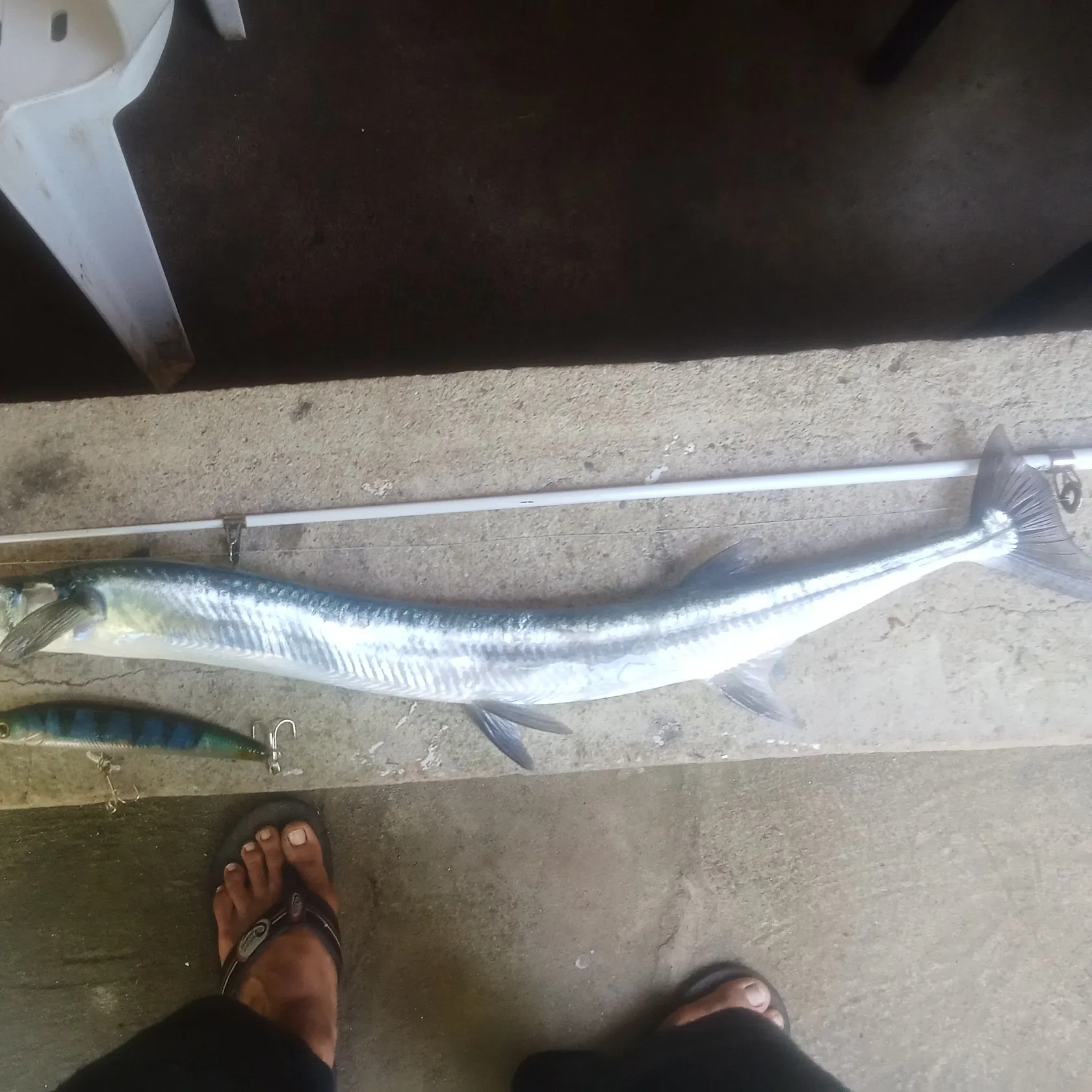 Flat needlefish caught on Fishbrain