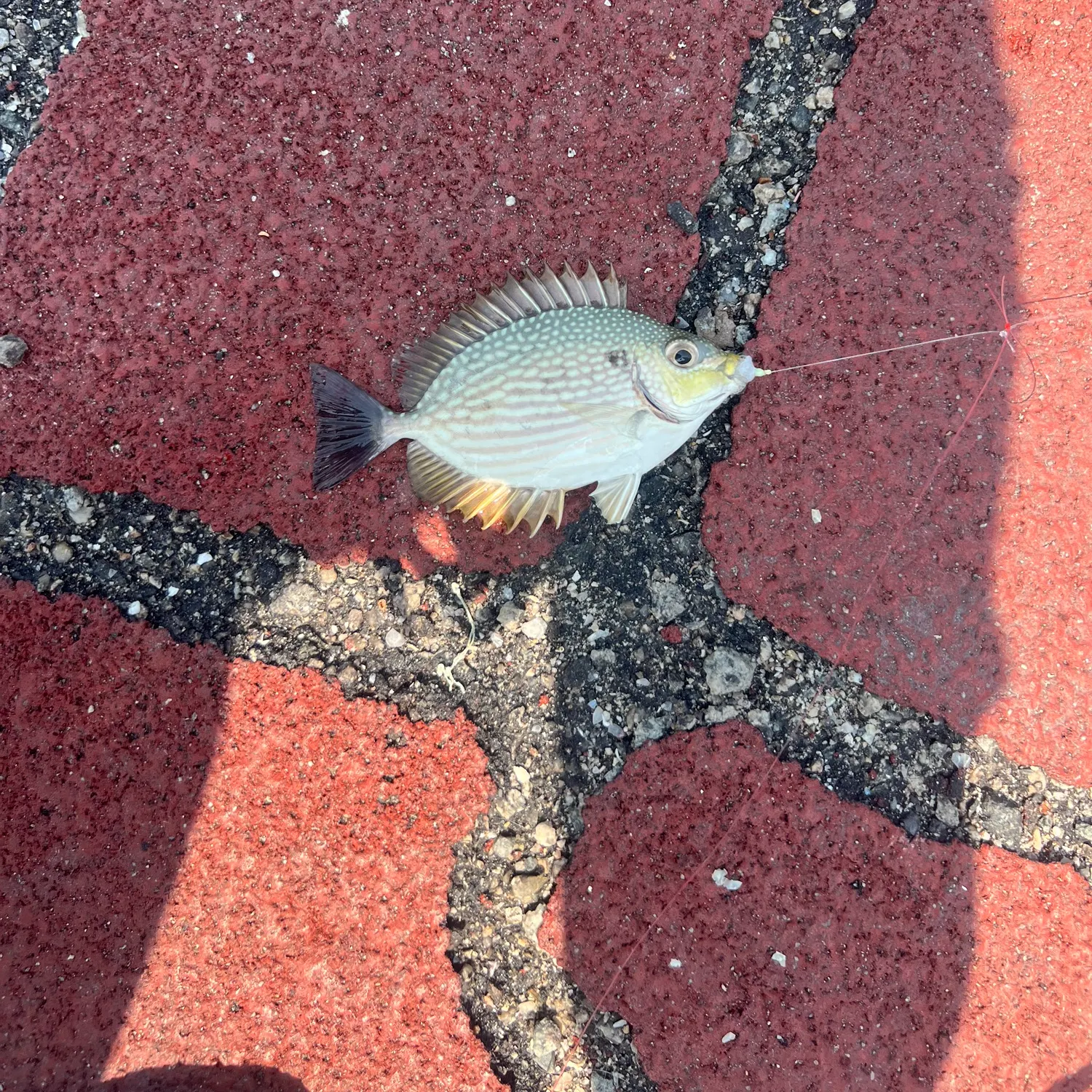 The most recent Streaked spinefoot catches on Fishbrain