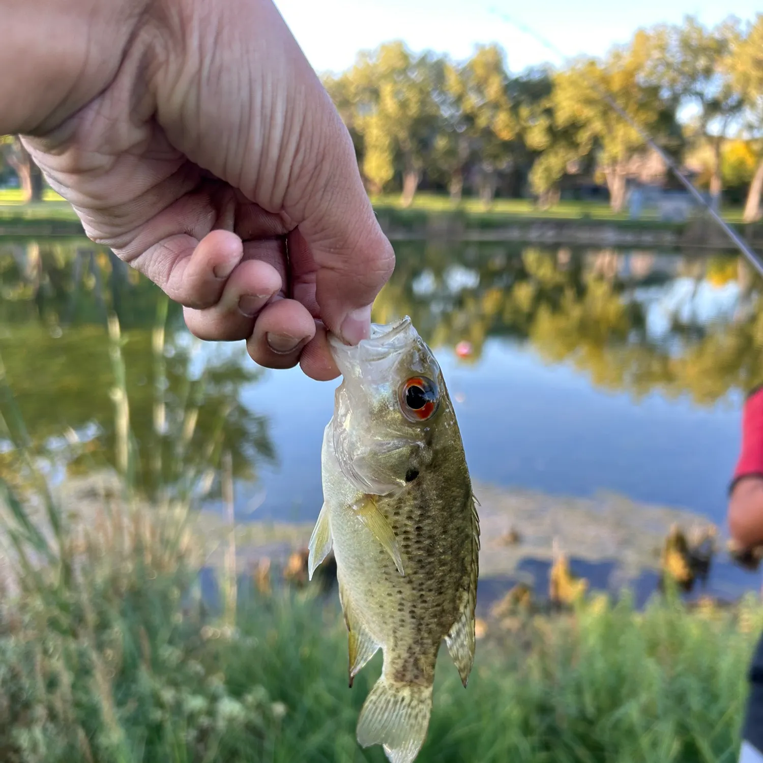 Rock bass caught on Fishbrain