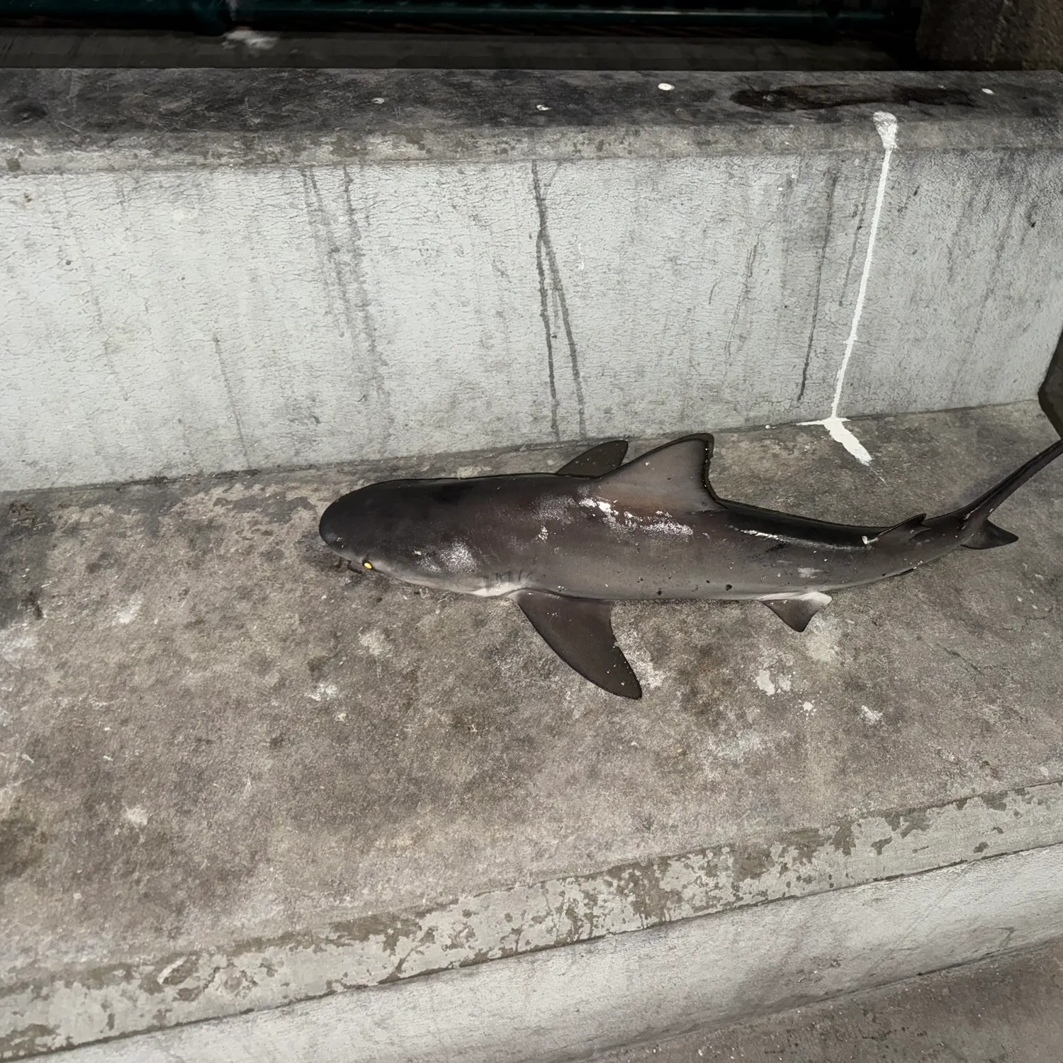 The most recent Bull shark catches on Fishbrain