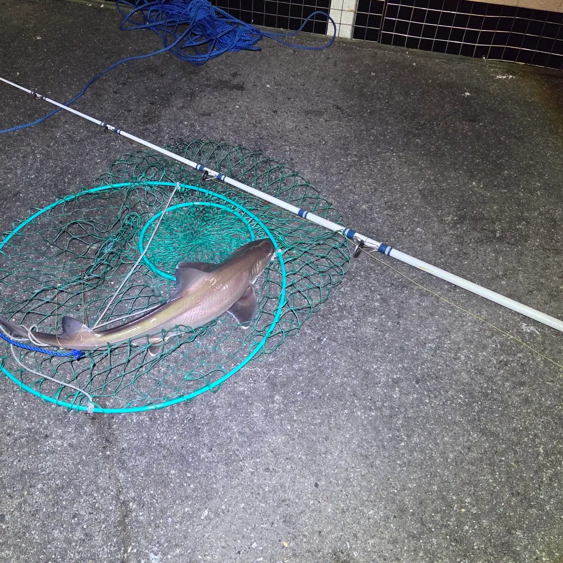 Brown smooth-hound caught on Fishbrain
