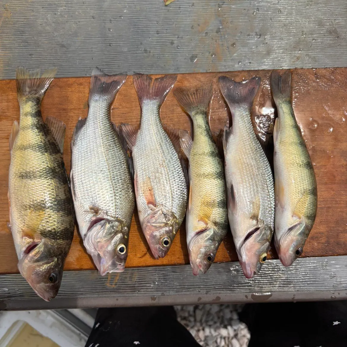 recently logged catches