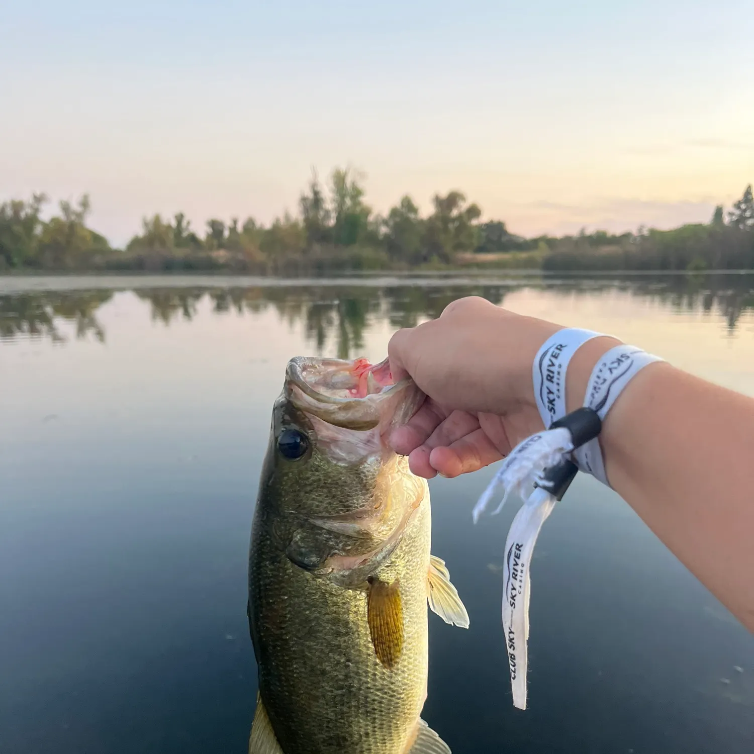 Largemouth bass caught on Fishbrain