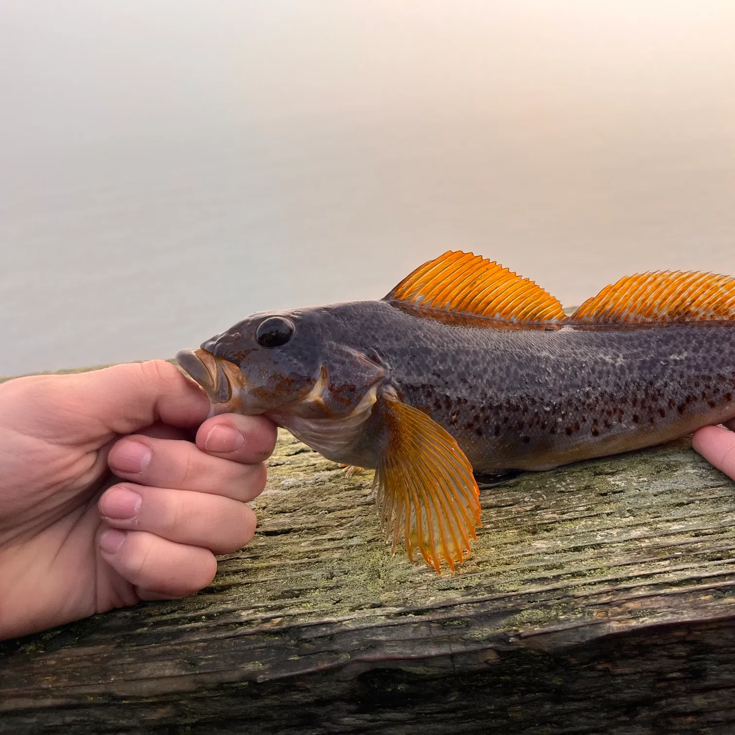 The most recent Kelp greenling catches on Fishbrain