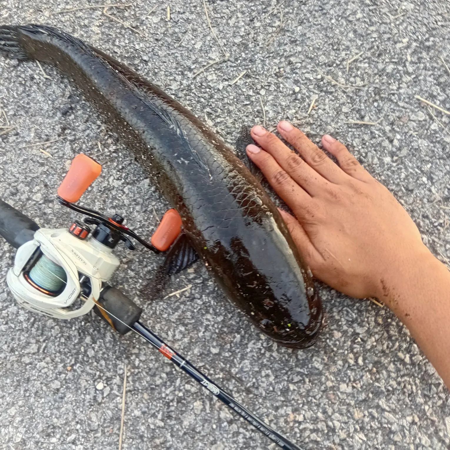 The most recent Striped snakehead catches on Fishbrain