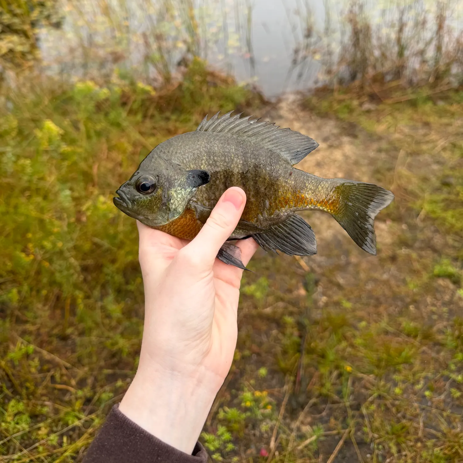 Bluegill caught on Fishbrain