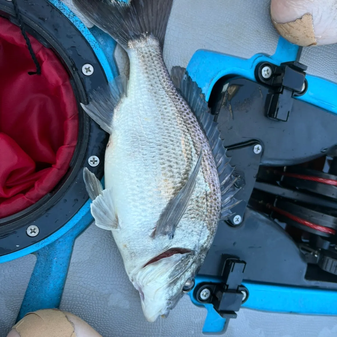 The most recent Southern black bream catches on Fishbrain