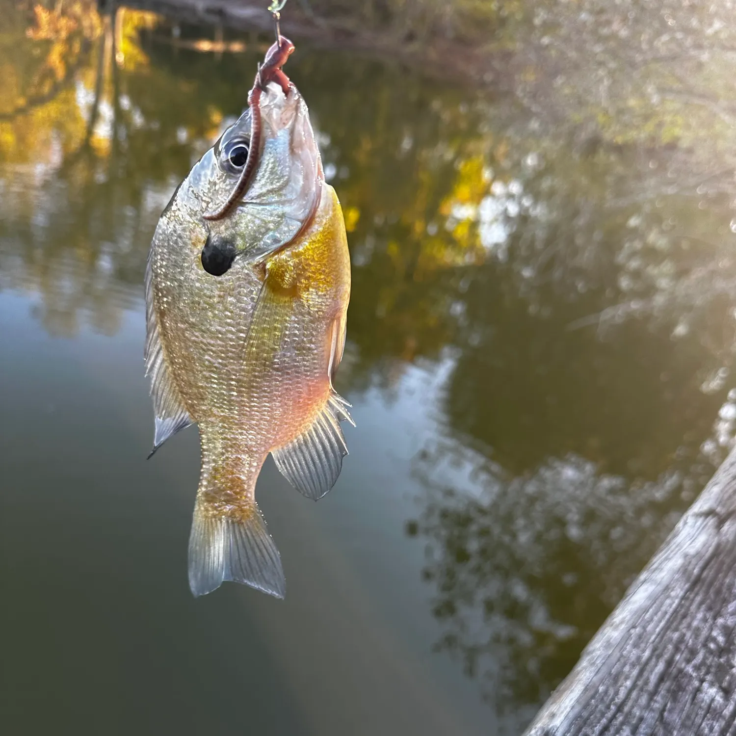 Bluegill caught on Fishbrain