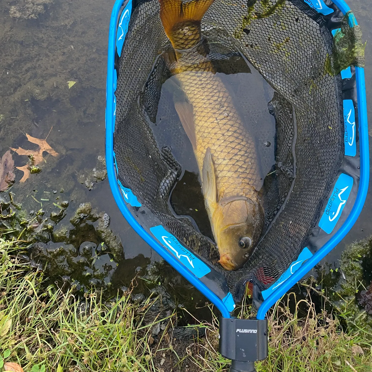 Common carp caught on Fishbrain