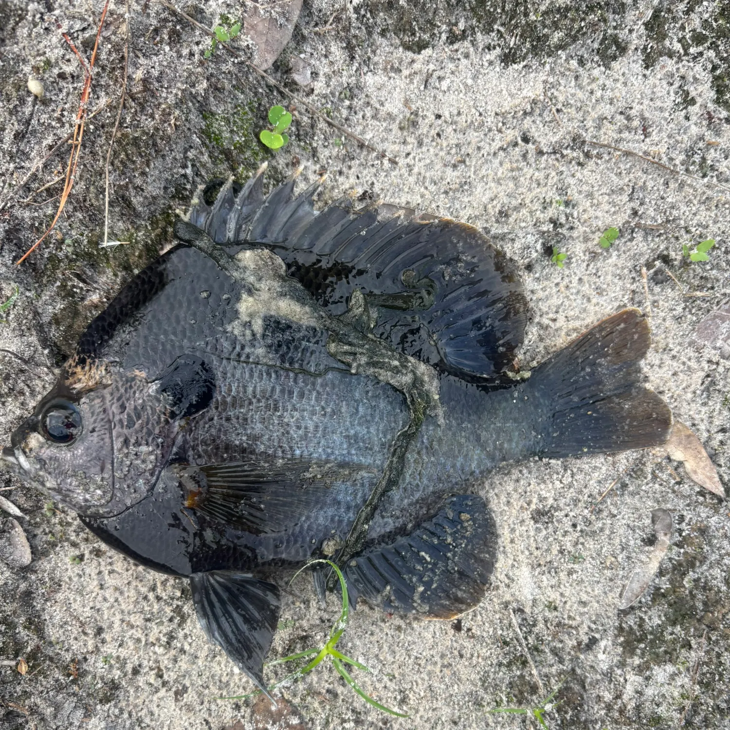 The most recent Bluespotted sunfish catches on Fishbrain