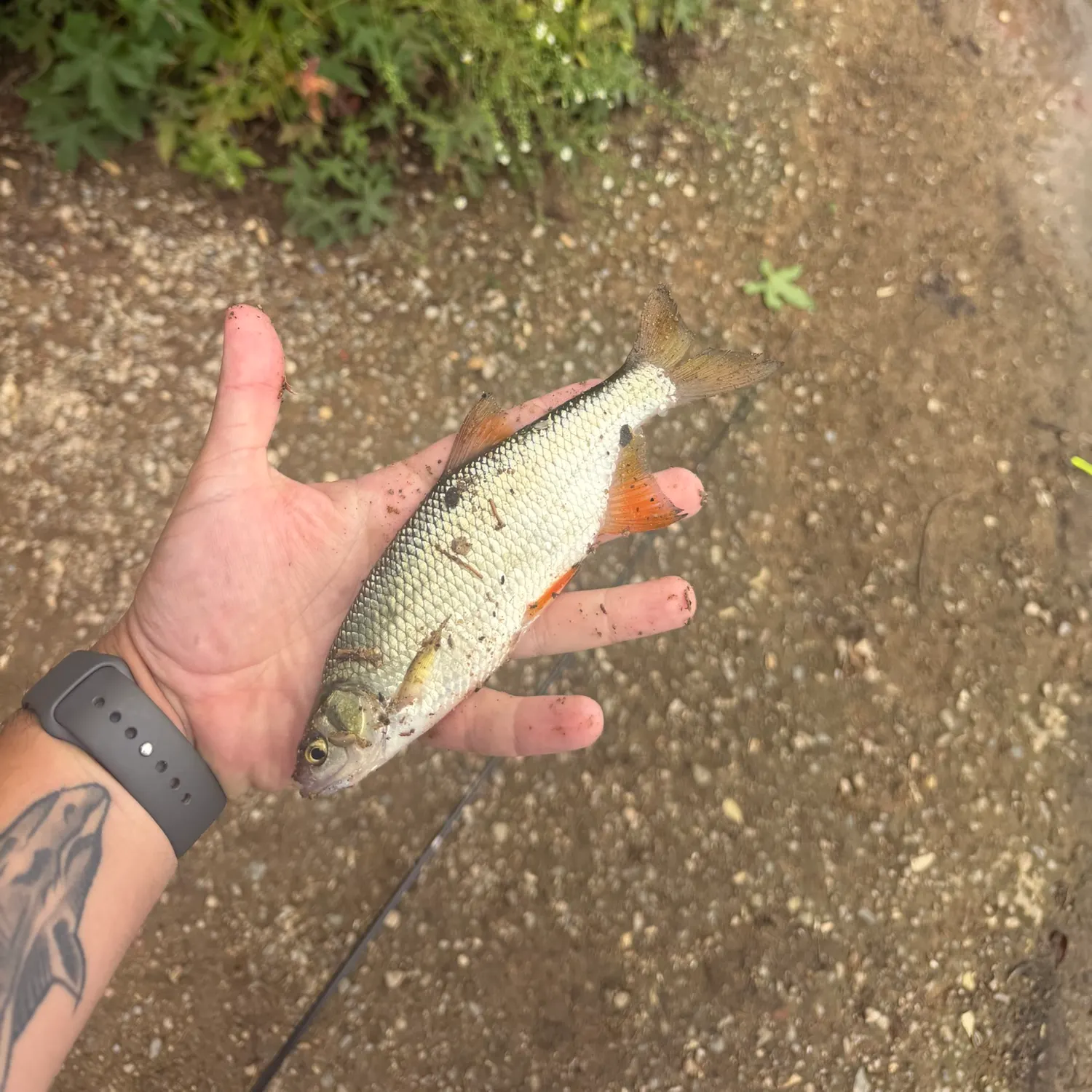 Golden shiner caught on Fishbrain