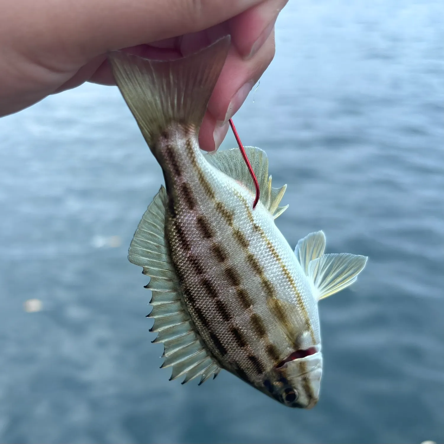 Four-lined Grunter caught on Fishbrain