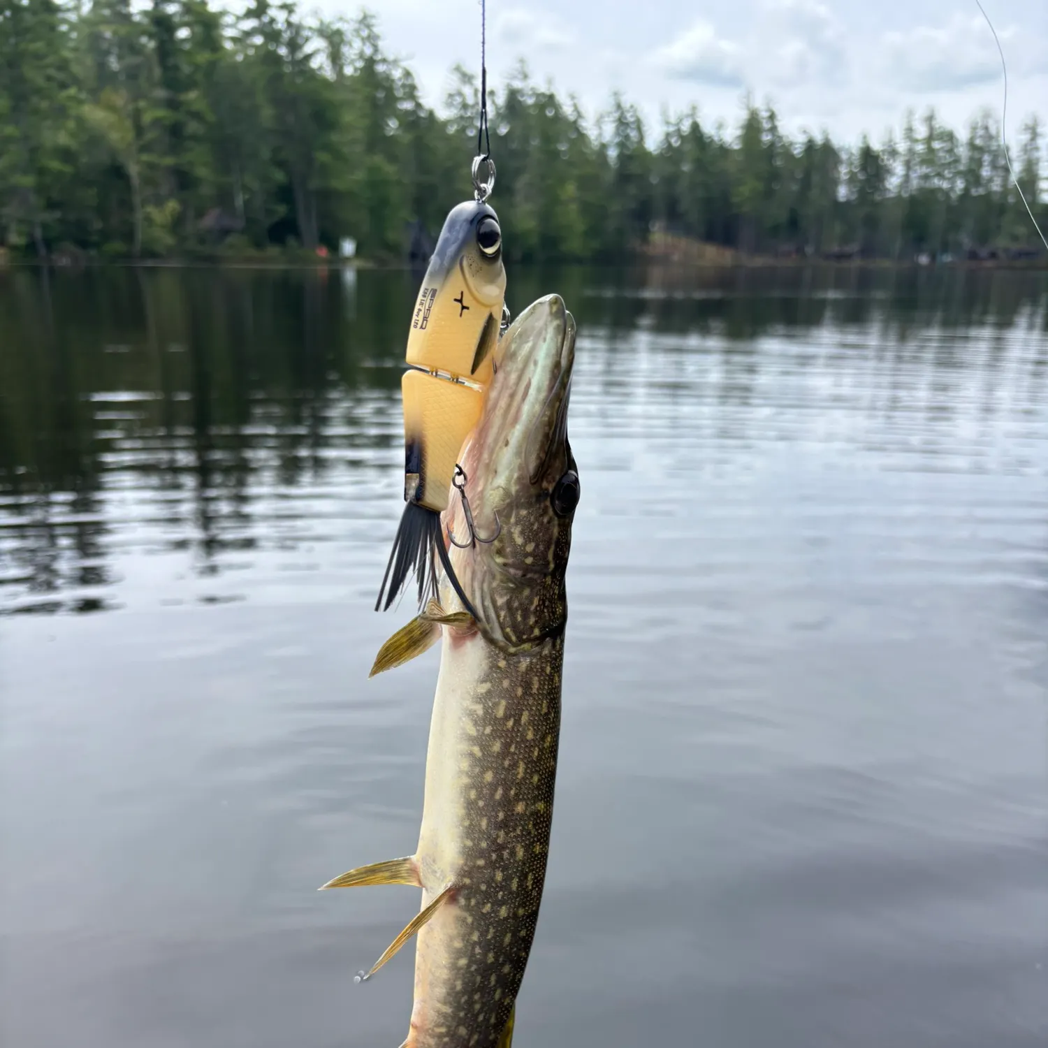 Northern pike caught on Fishbrain