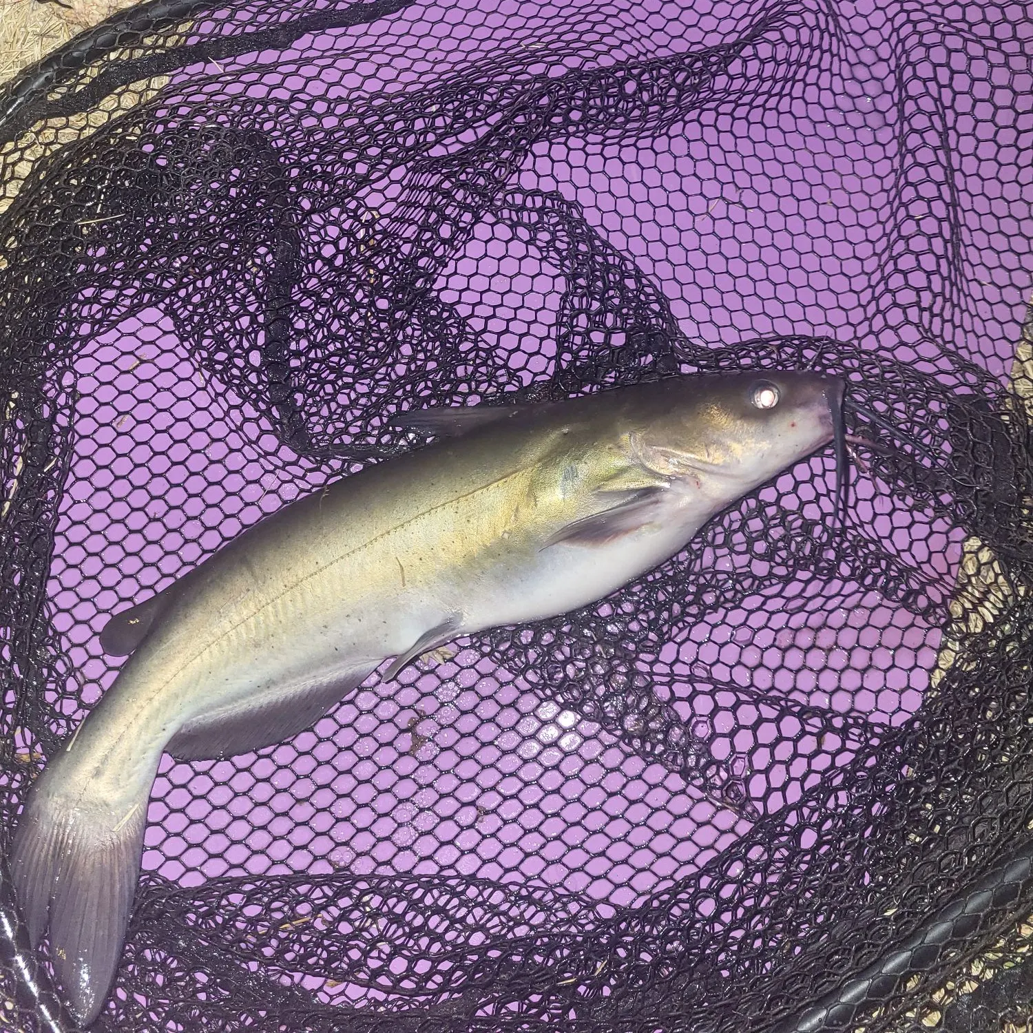 Channel catfish caught on Fishbrain