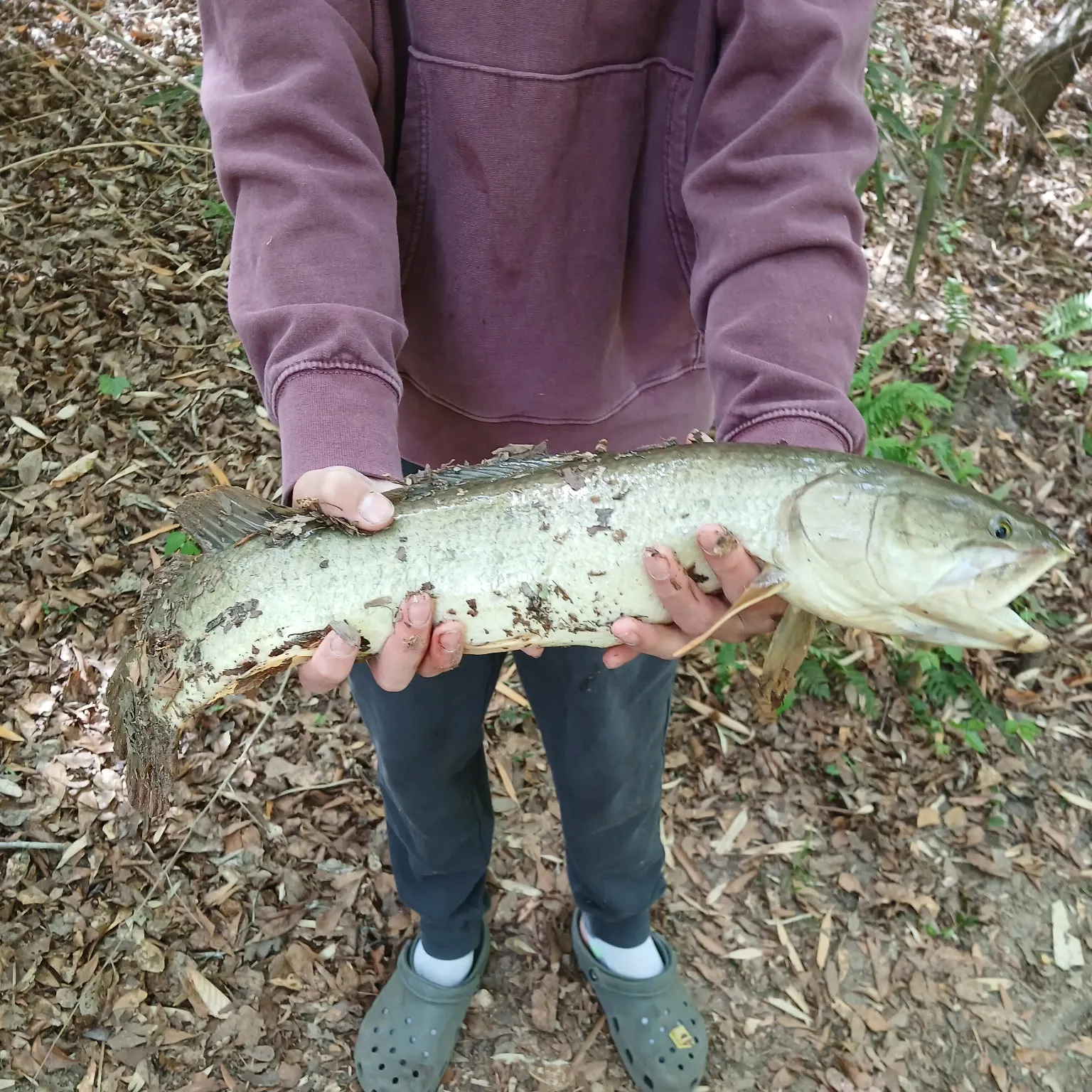 The most recent Ruddy bowfin catches on Fishbrain