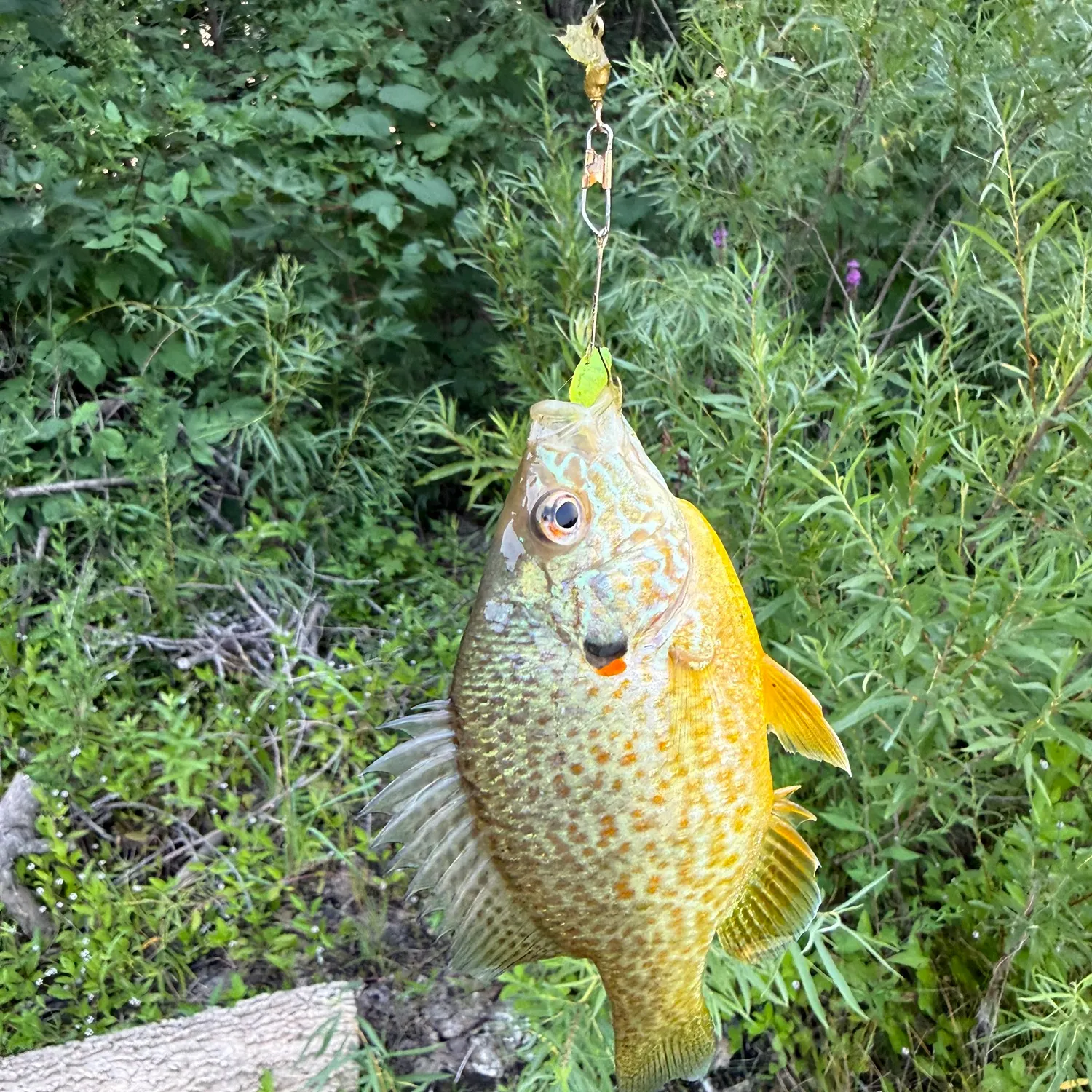 recently logged catches