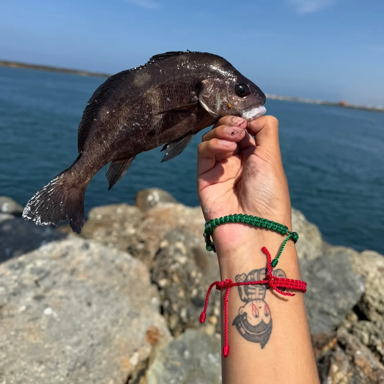 The most recent Black croaker catches on Fishbrain