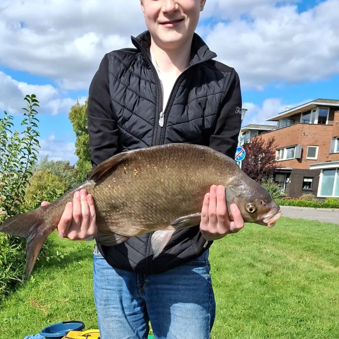 Common bream caught on Fishbrain