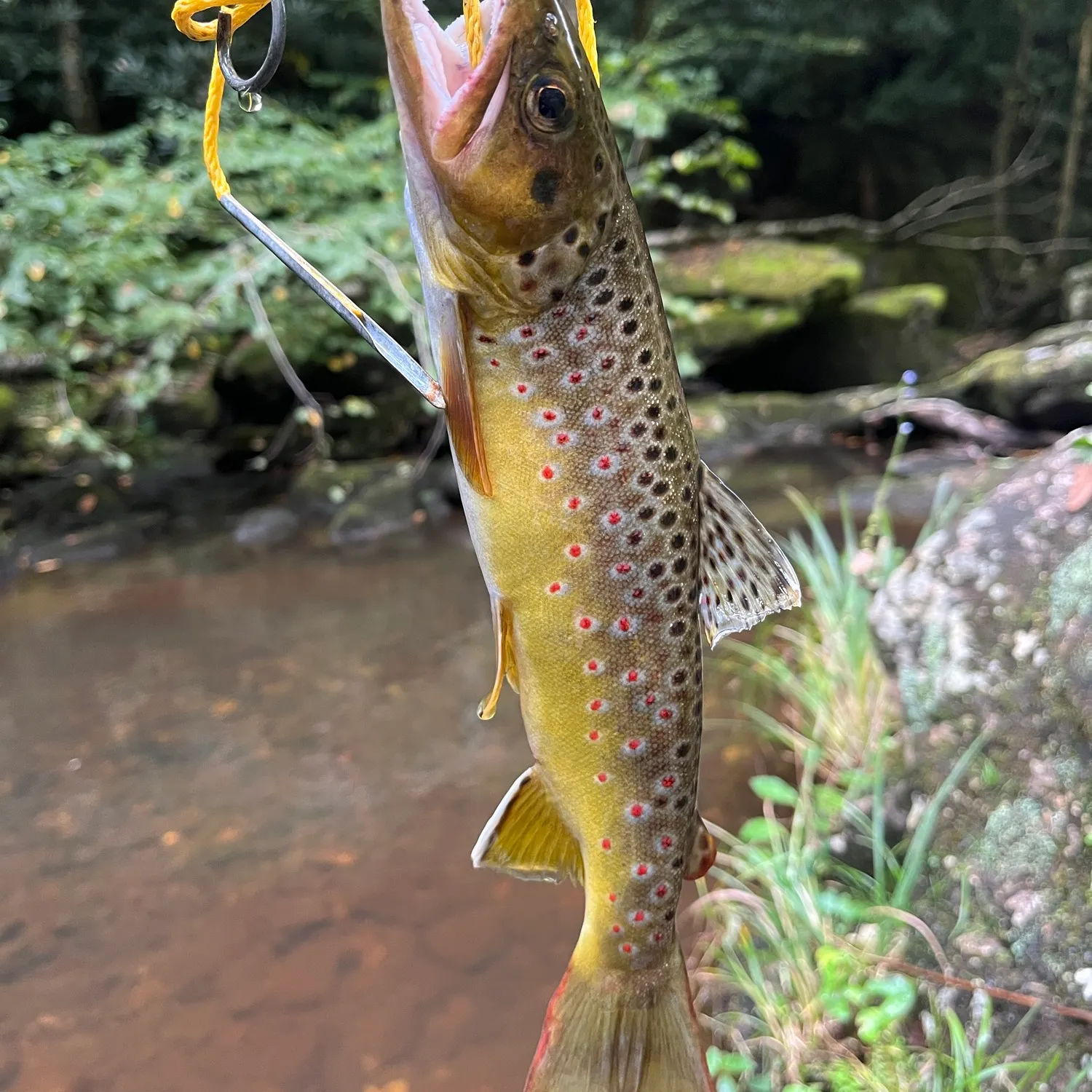 Brown trout caught on Fishbrain