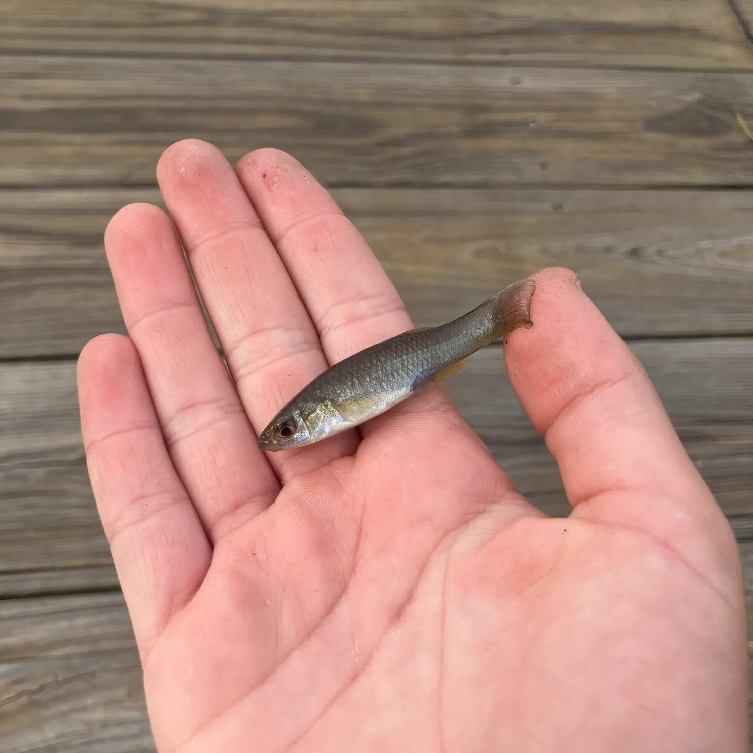 The most recent Gulf killifish catches on Fishbrain