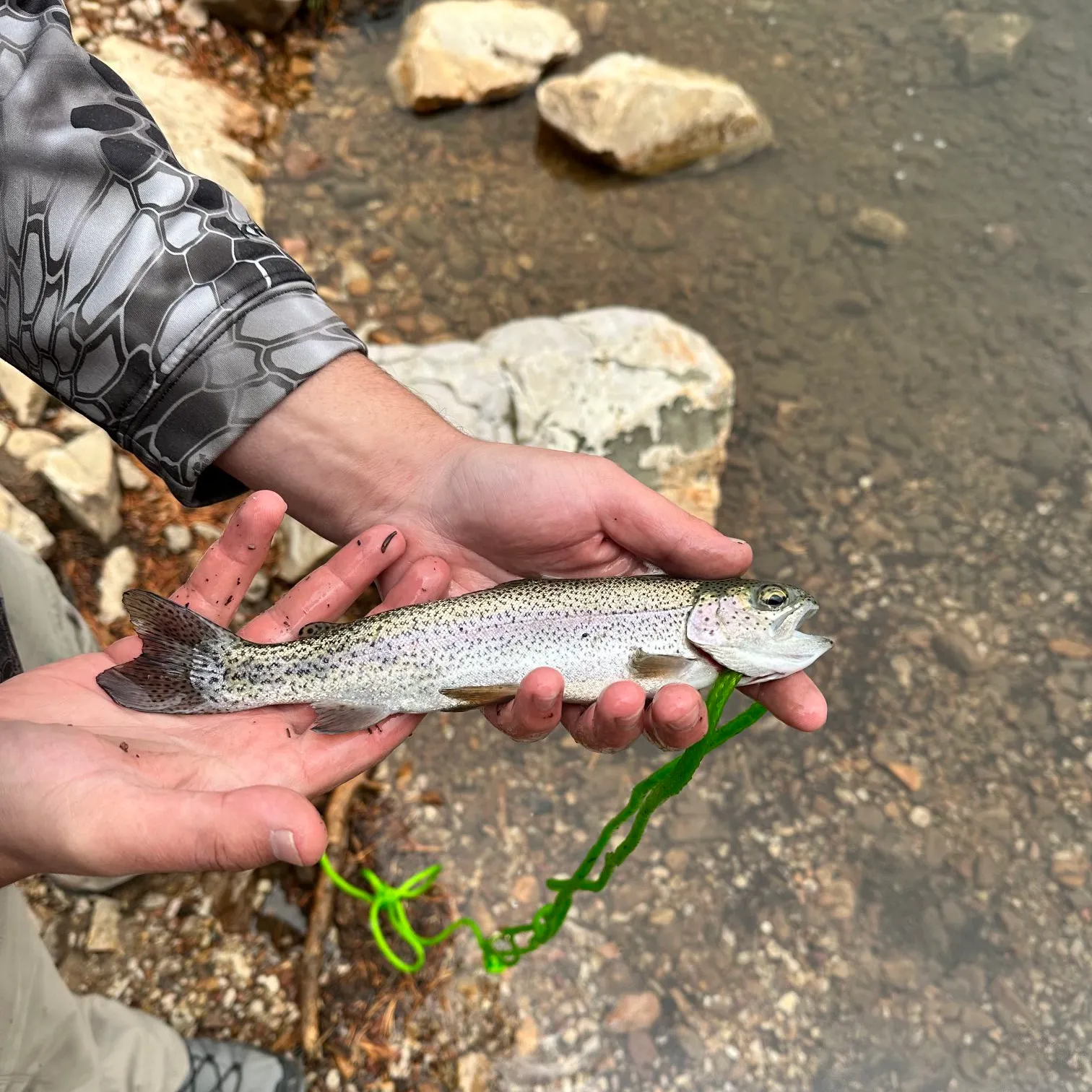 Rainbow trout caught on Fishbrain