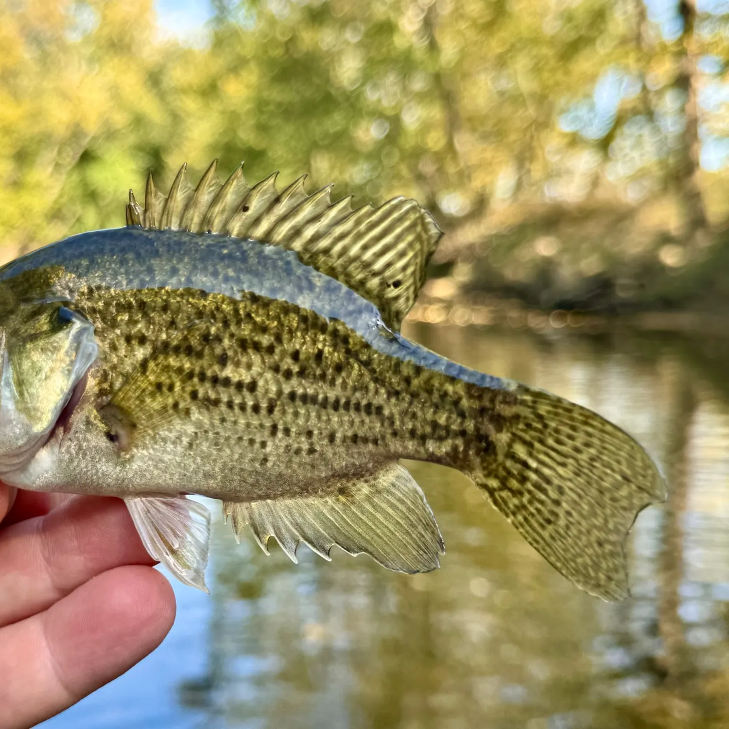Rock bass caught on Fishbrain