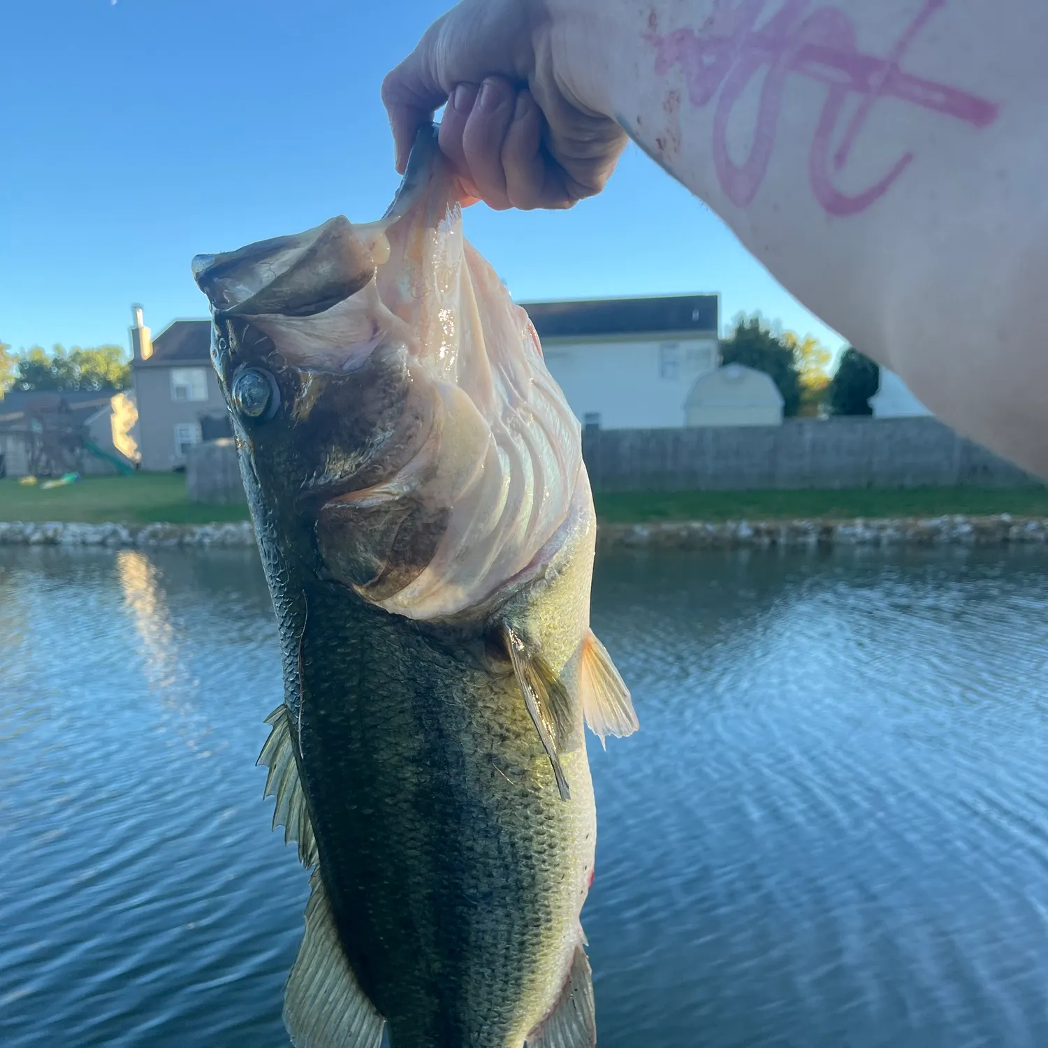 Largemouth bass caught on Fishbrain
