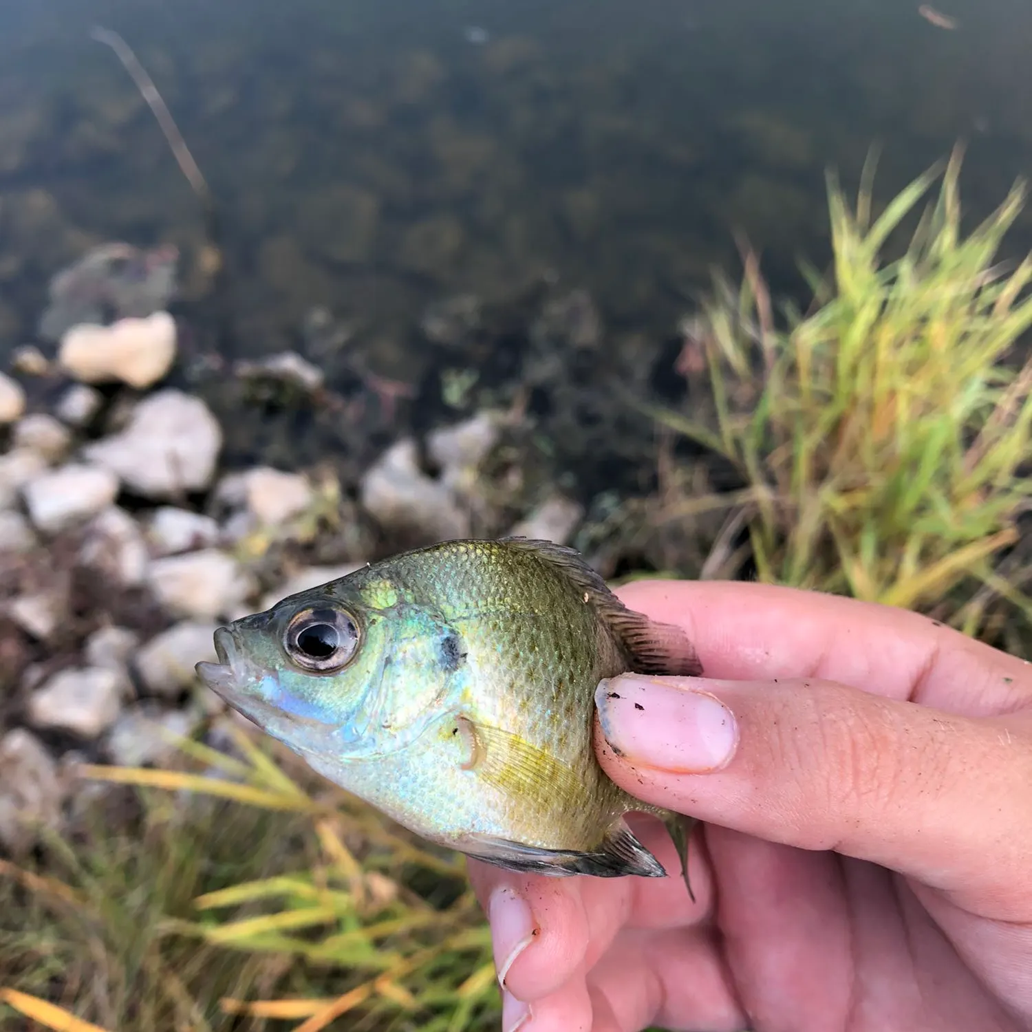 Bluegill caught on Fishbrain