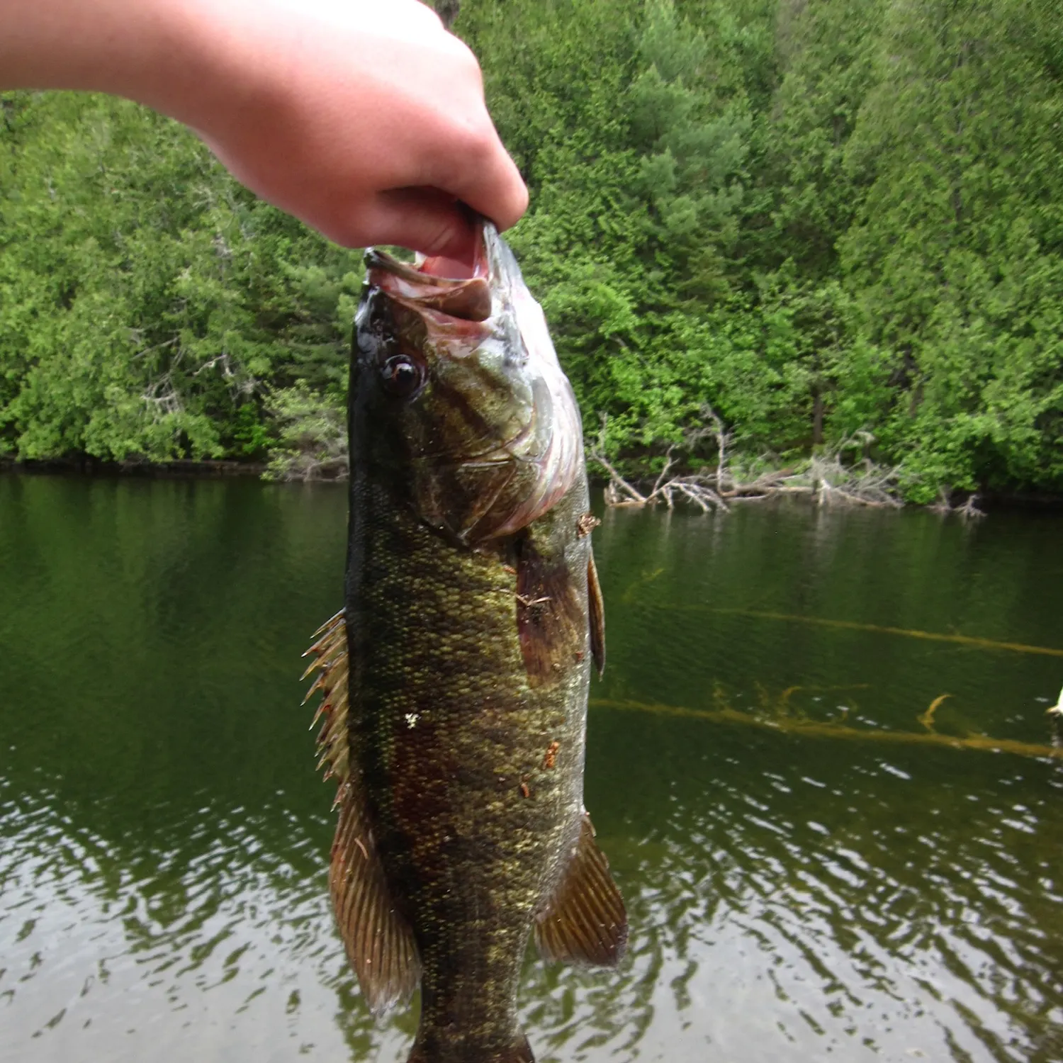 Smallmouth bass caught on Fishbrain