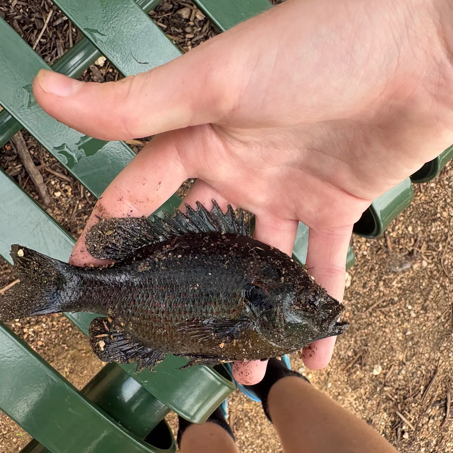 Redspotted sunfish caught on Fishbrain