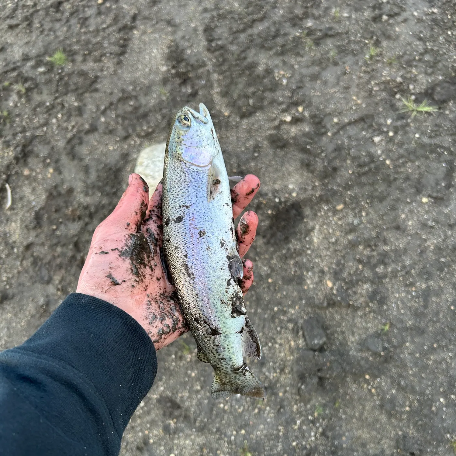 Rainbow trout caught on Fishbrain