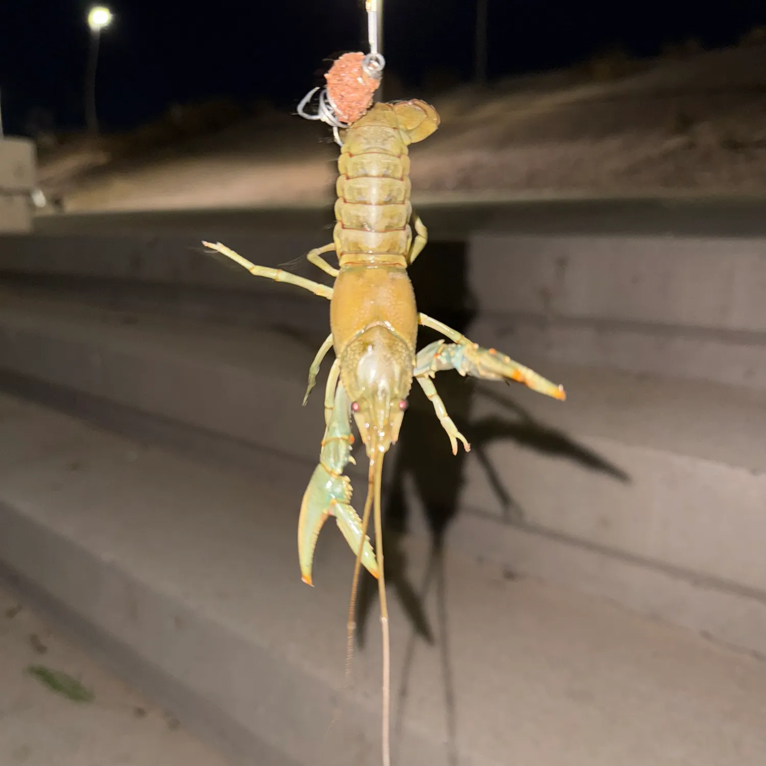 The most recent Big water crayfish catches on Fishbrain