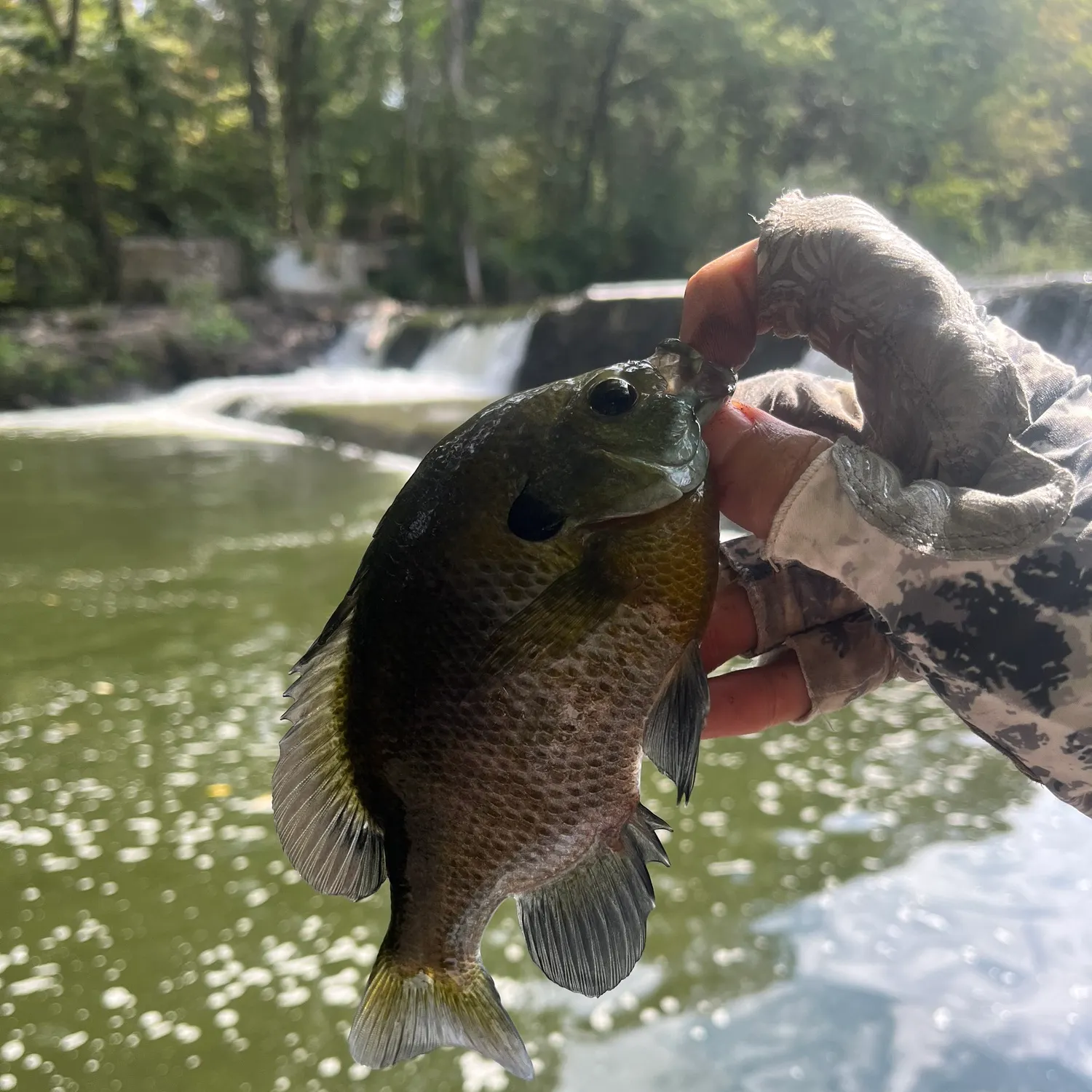 Bluegill caught on Fishbrain