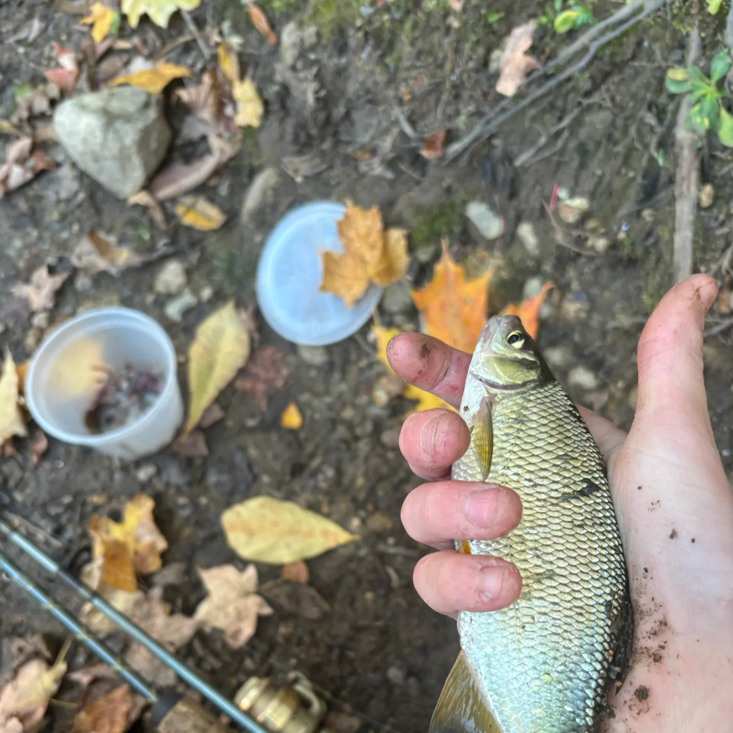 Golden shiner caught on Fishbrain