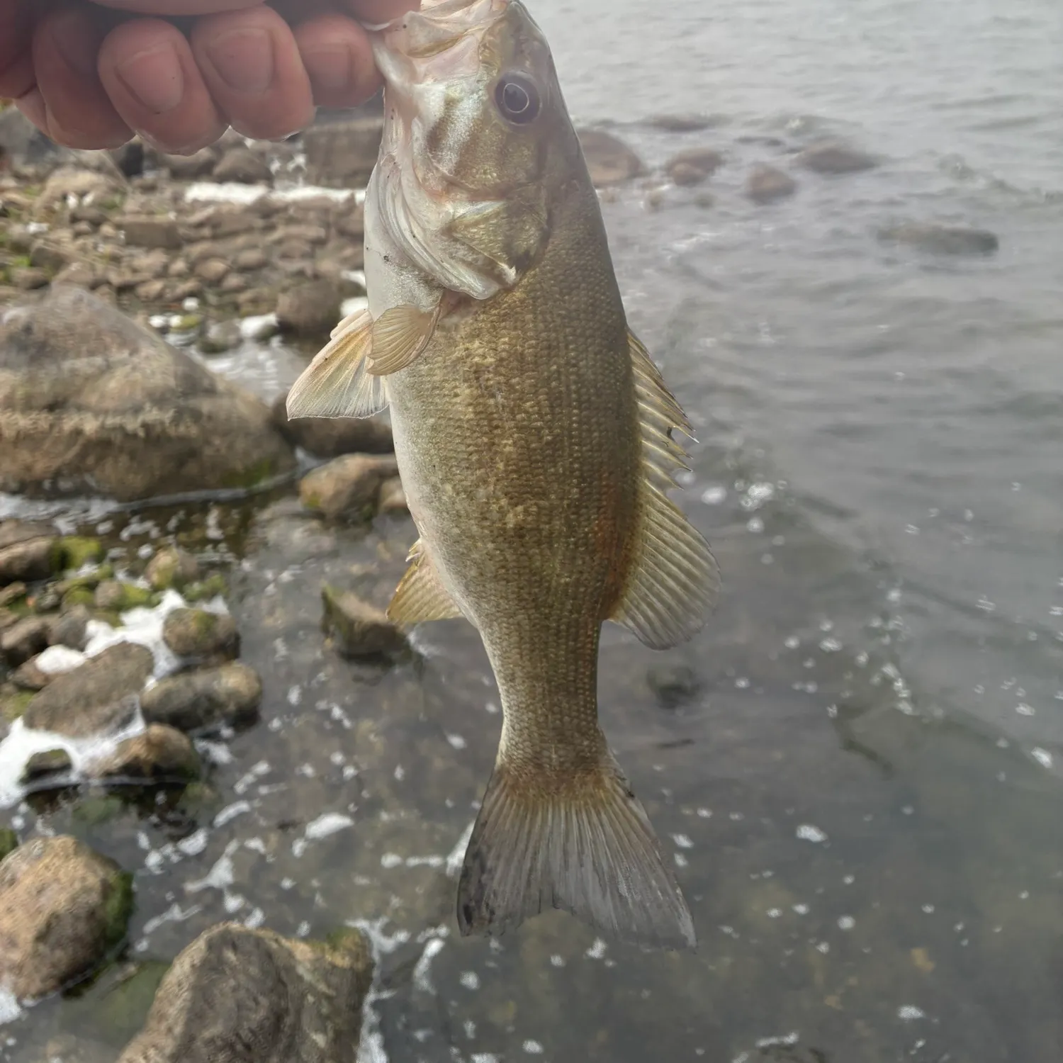 Smallmouth bass caught on Fishbrain