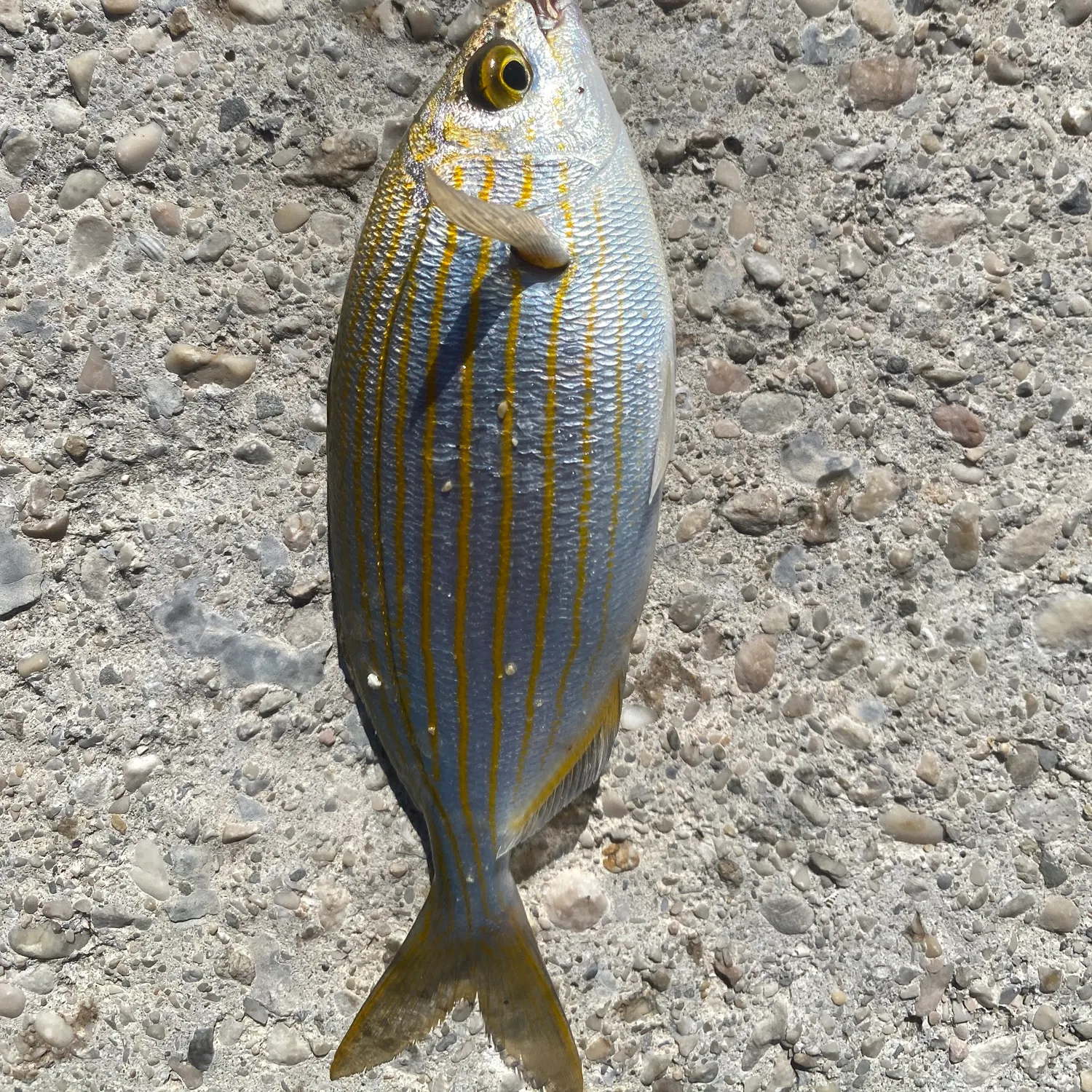 The most recent European seabass catches on Fishbrain