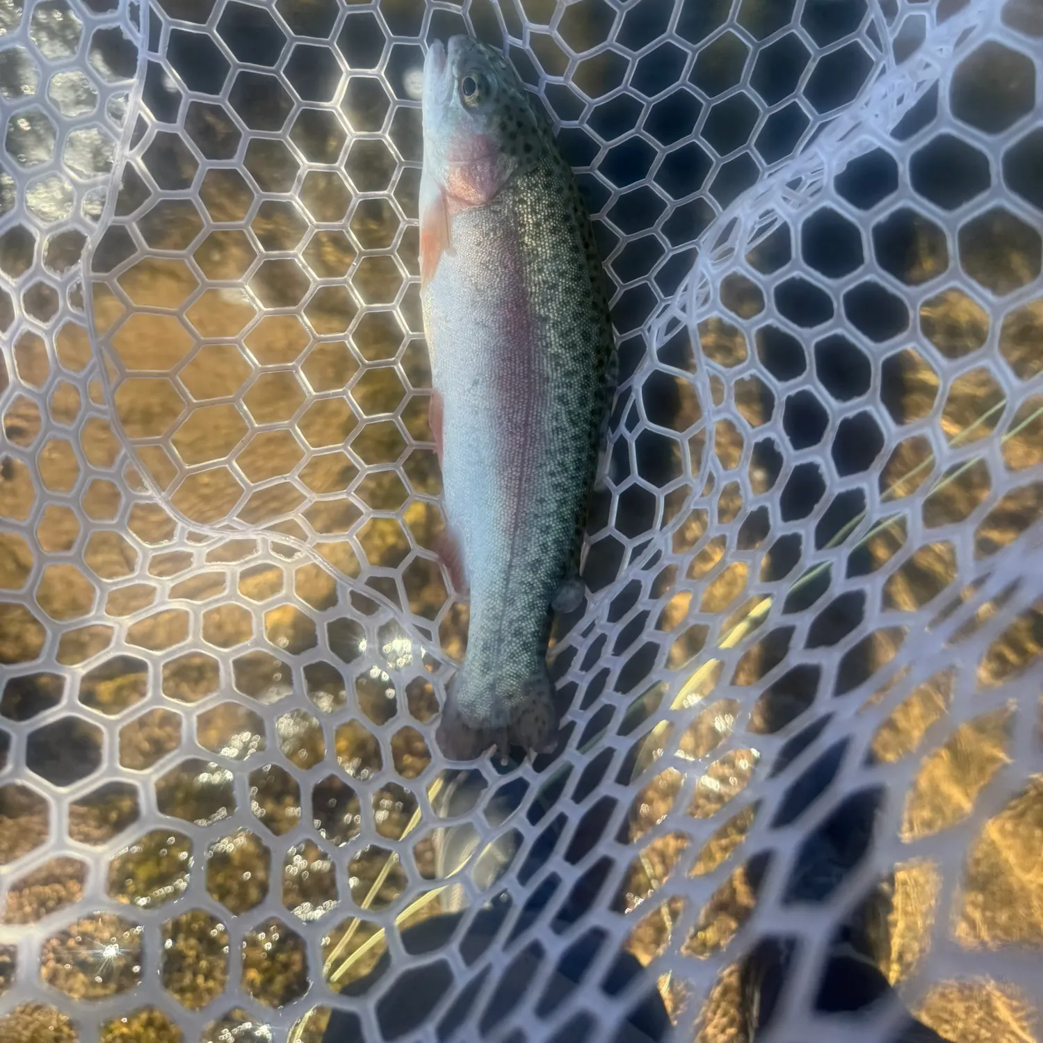 The most recent Rainbow trout catches on Fishbrain