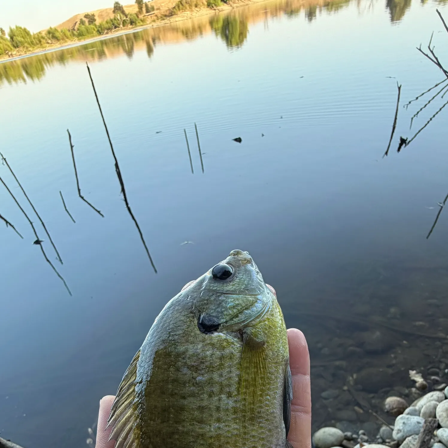 Bluegill caught on Fishbrain