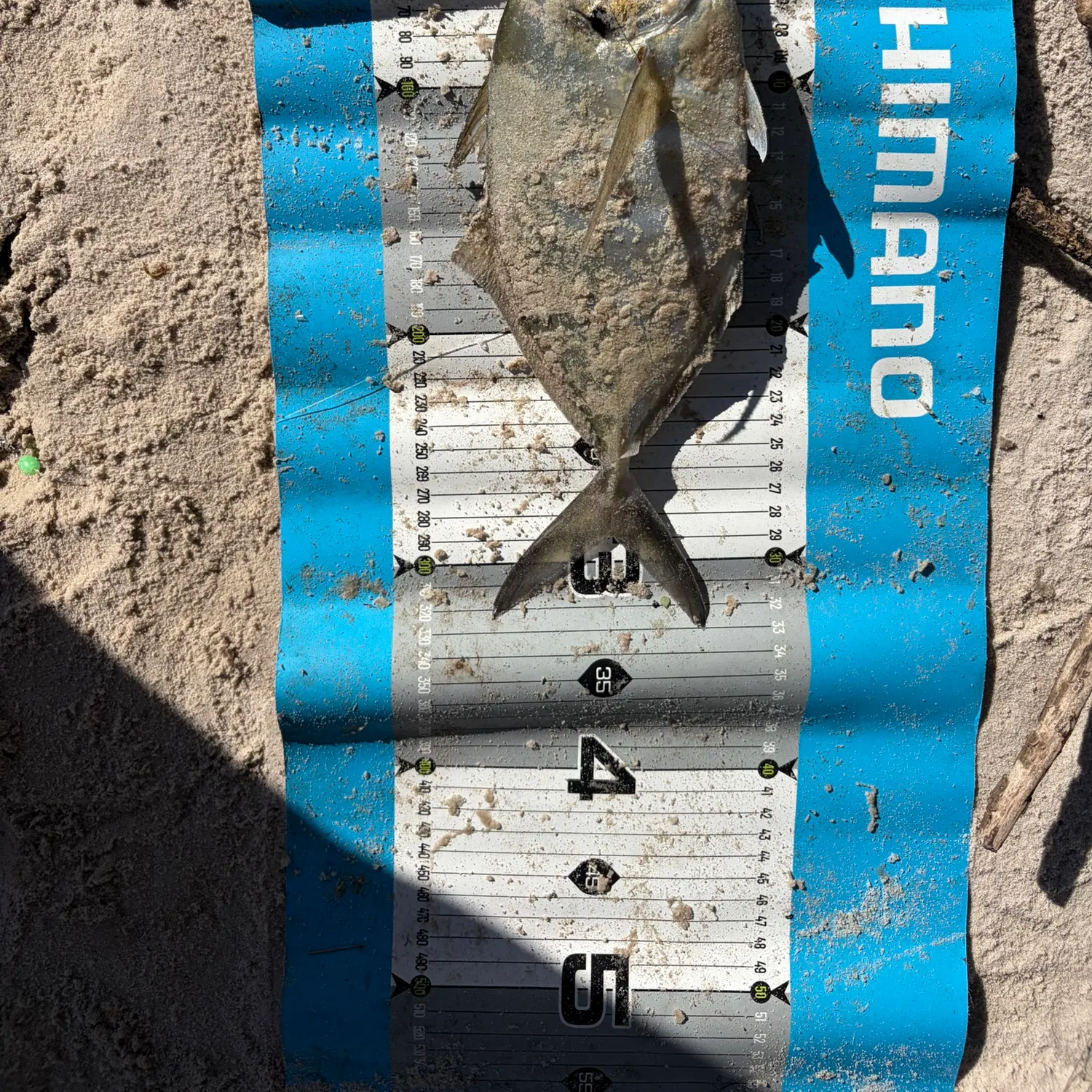 The most recent Silver trevally catches on Fishbrain