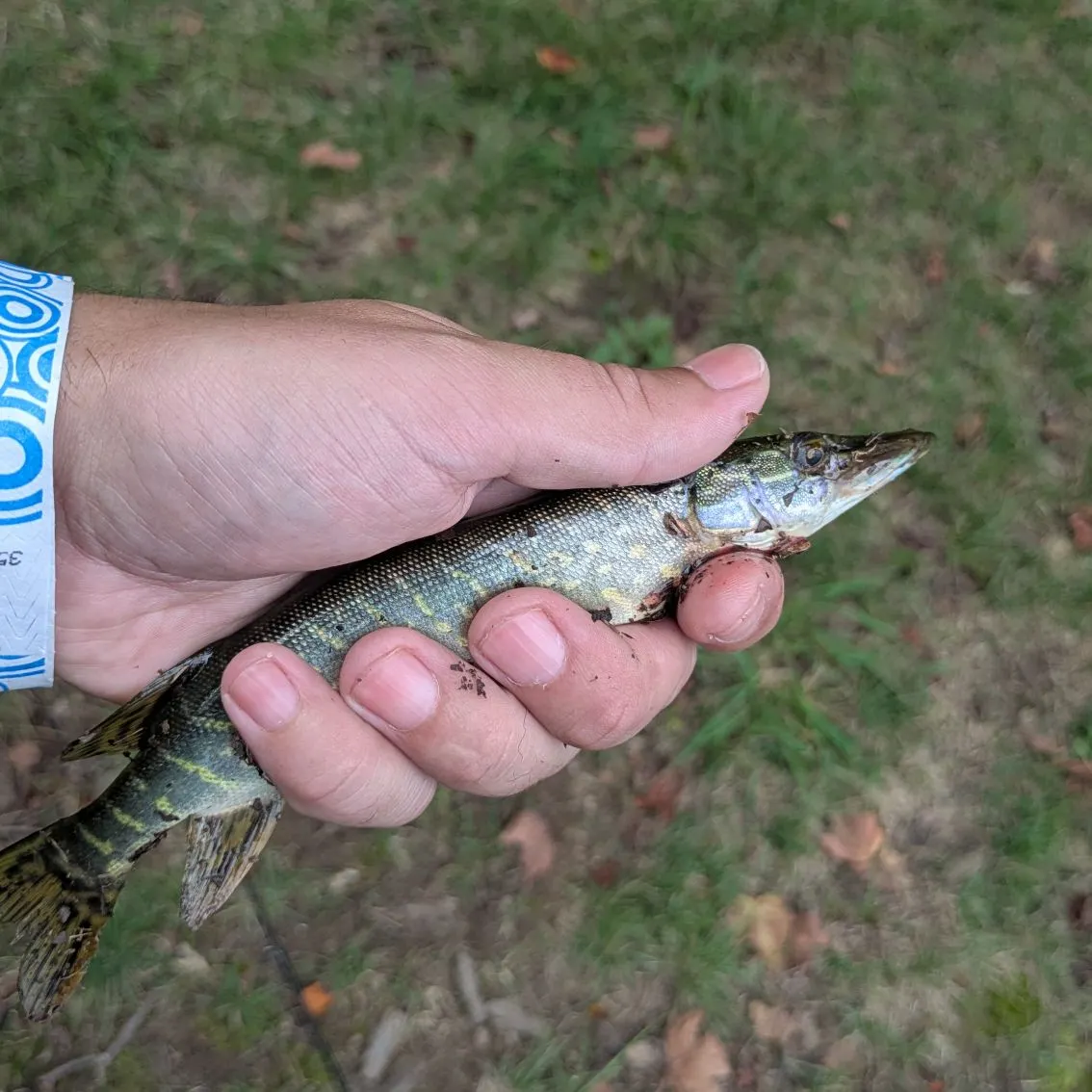 Northern pike caught on Fishbrain