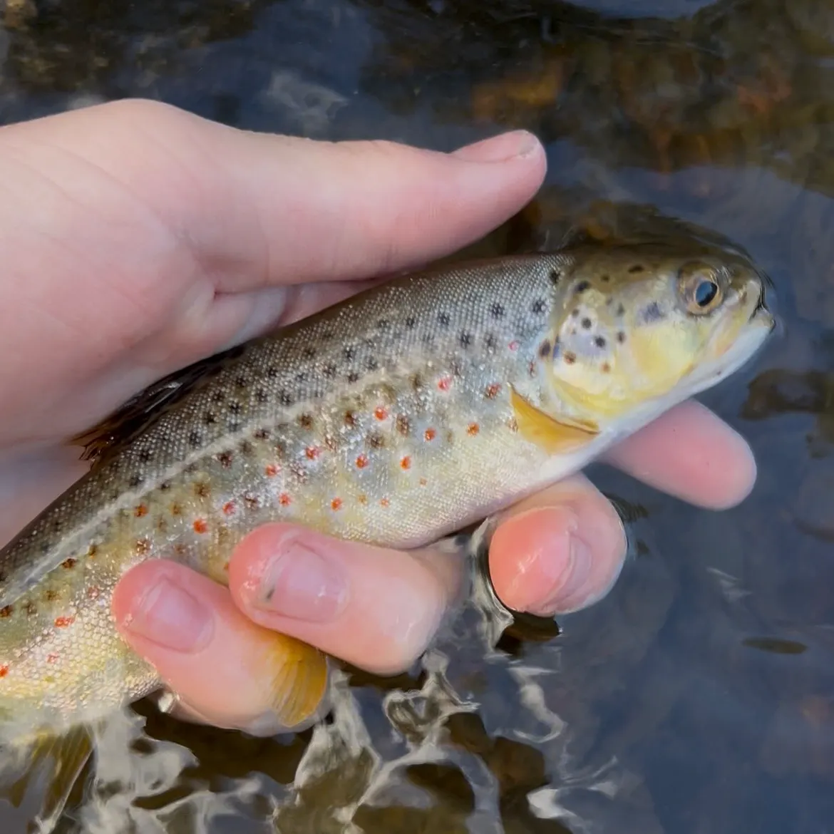 Brown trout caught on Fishbrain
