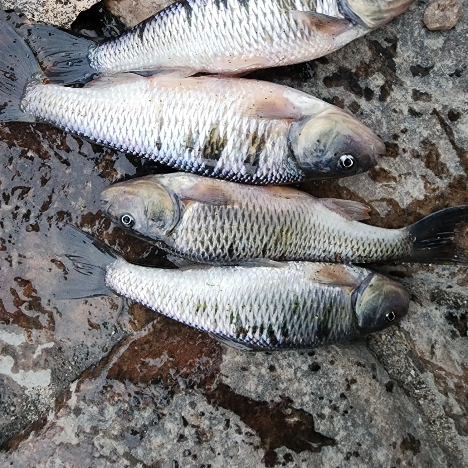 The most recent Common shiner catches on Fishbrain