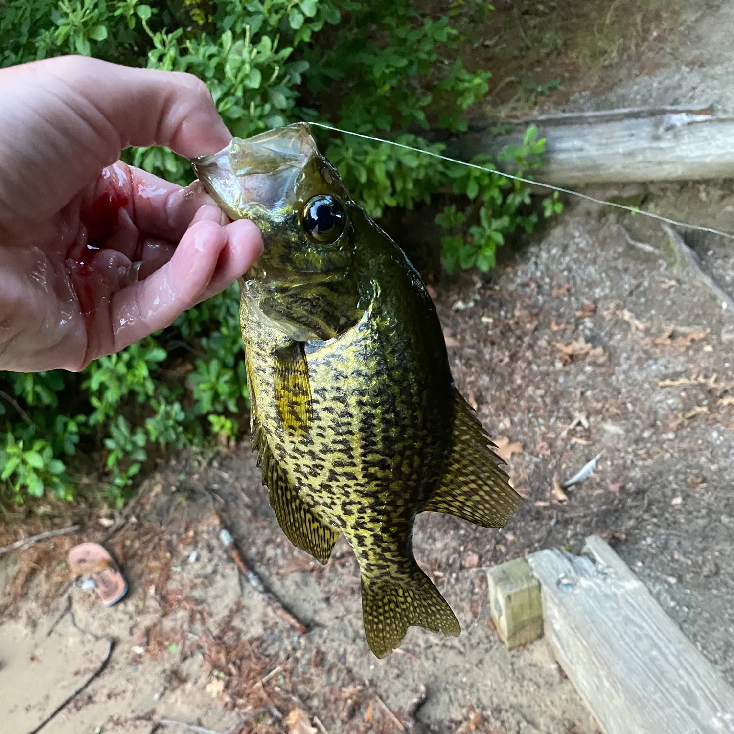 catch