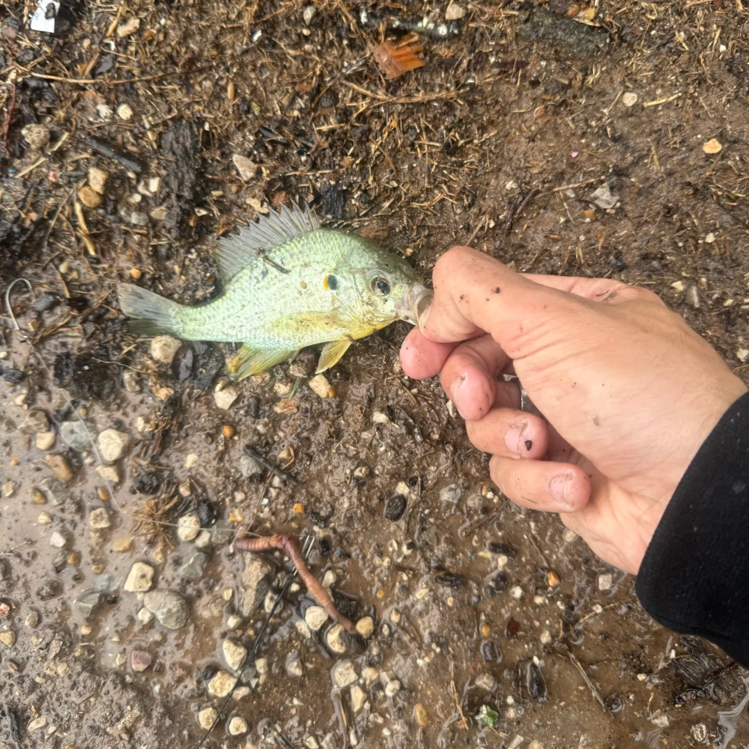 Redear sunfish caught on Fishbrain